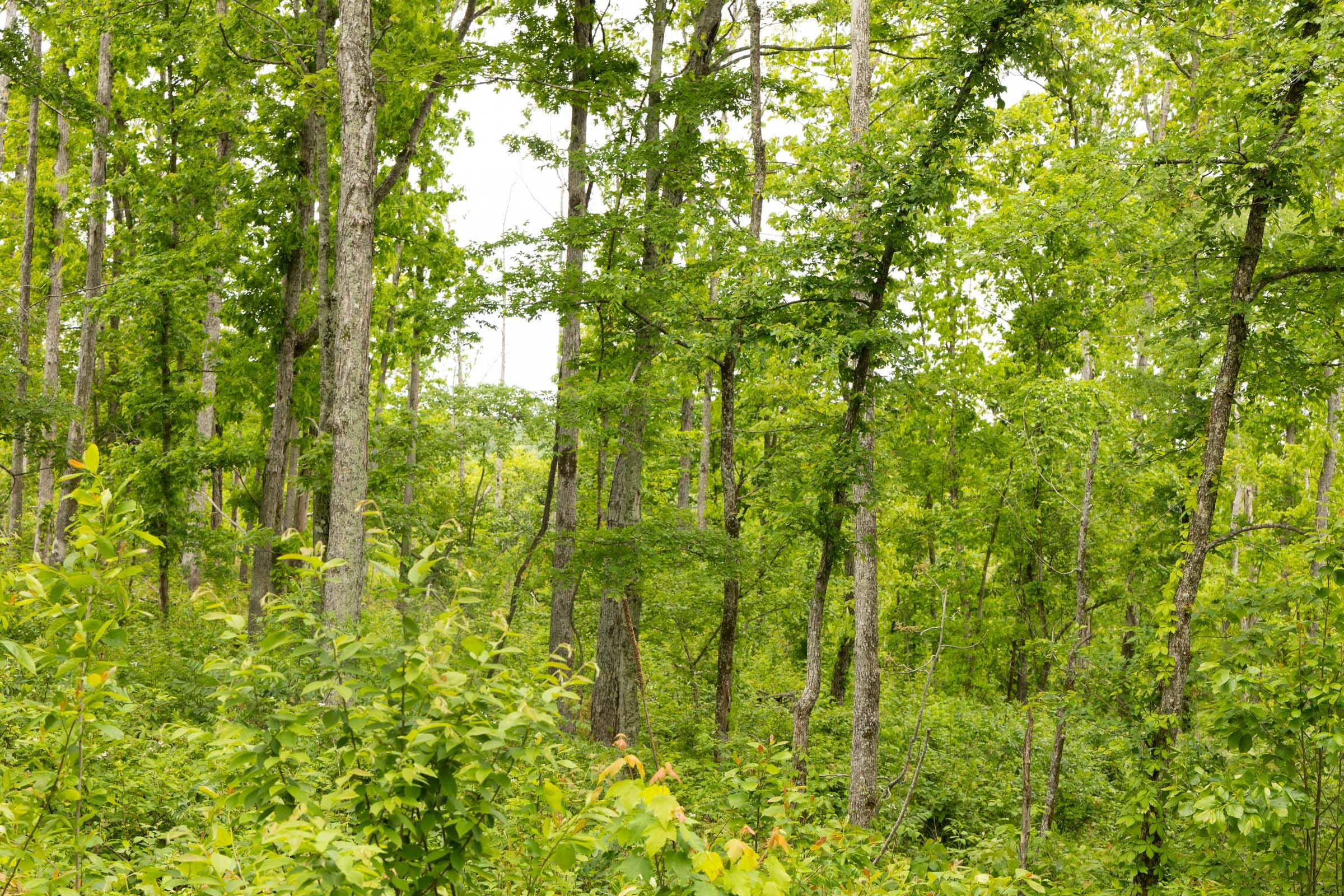 Stardust Estates Tract 16 photo 9
