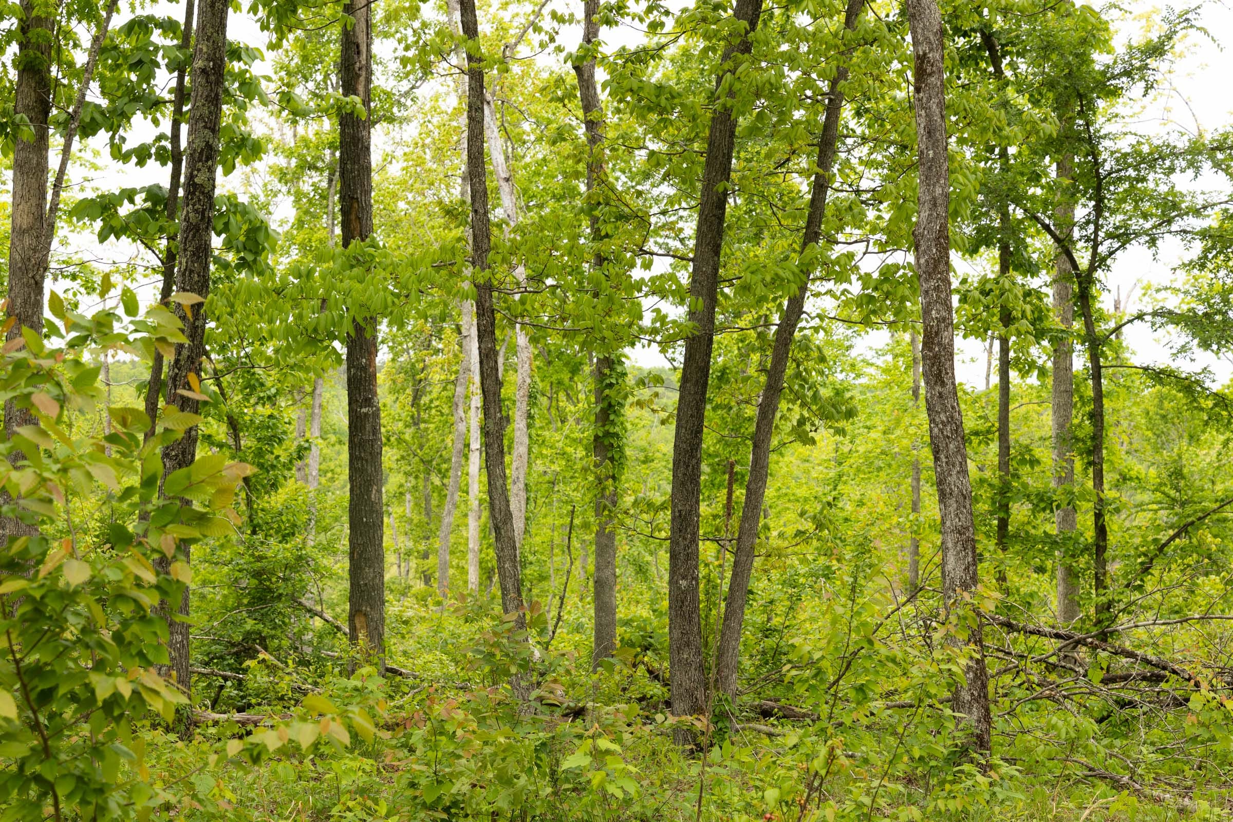 Stardust Estates Tract 16 photo 7