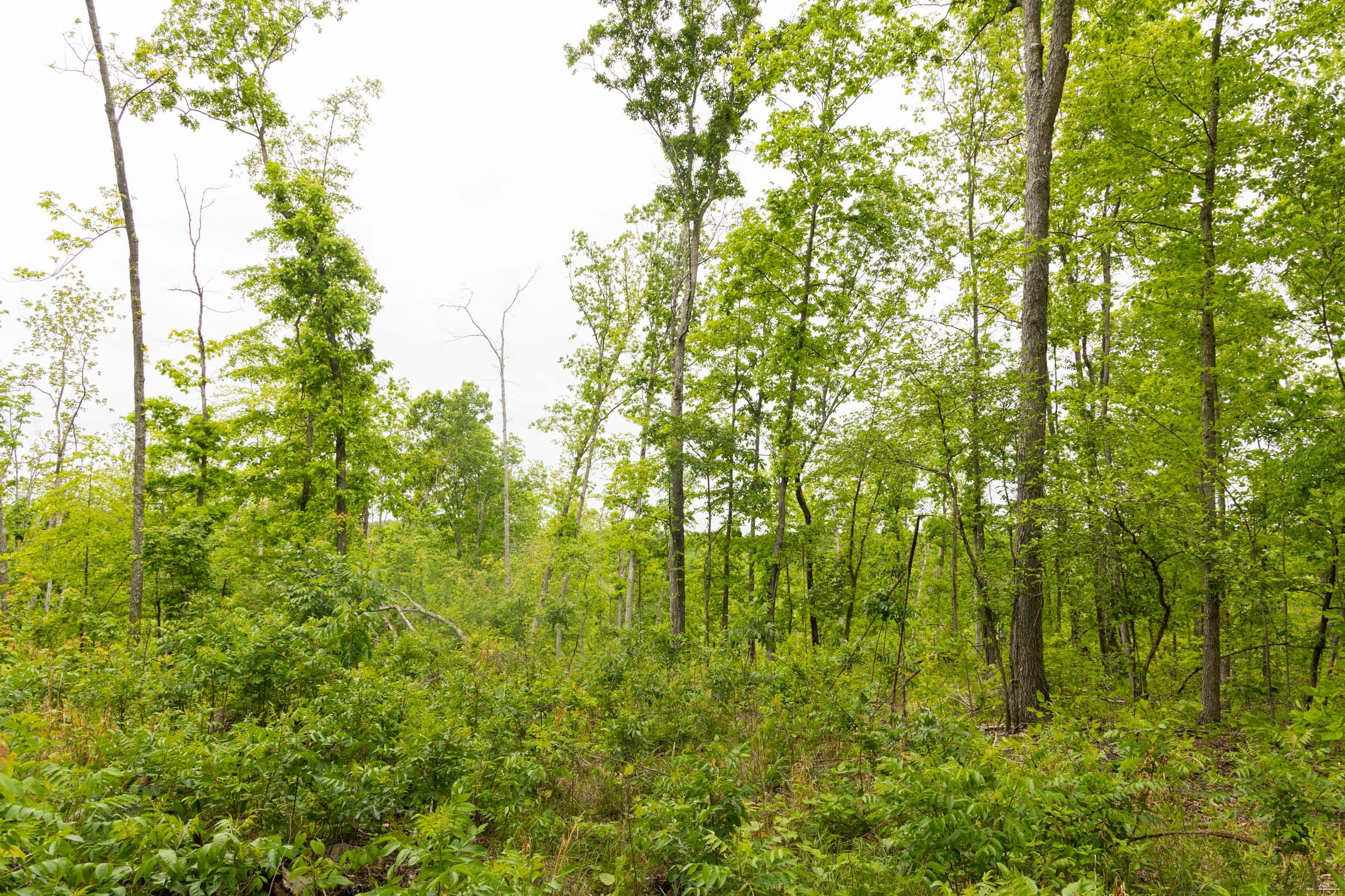 Stardust Estates Tract 16 photo 4