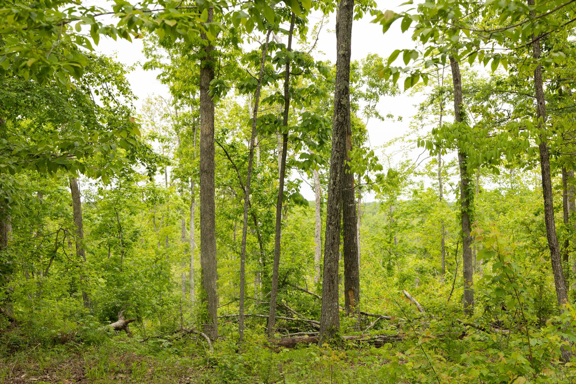 Stardust Estates Tract 16 photo 3