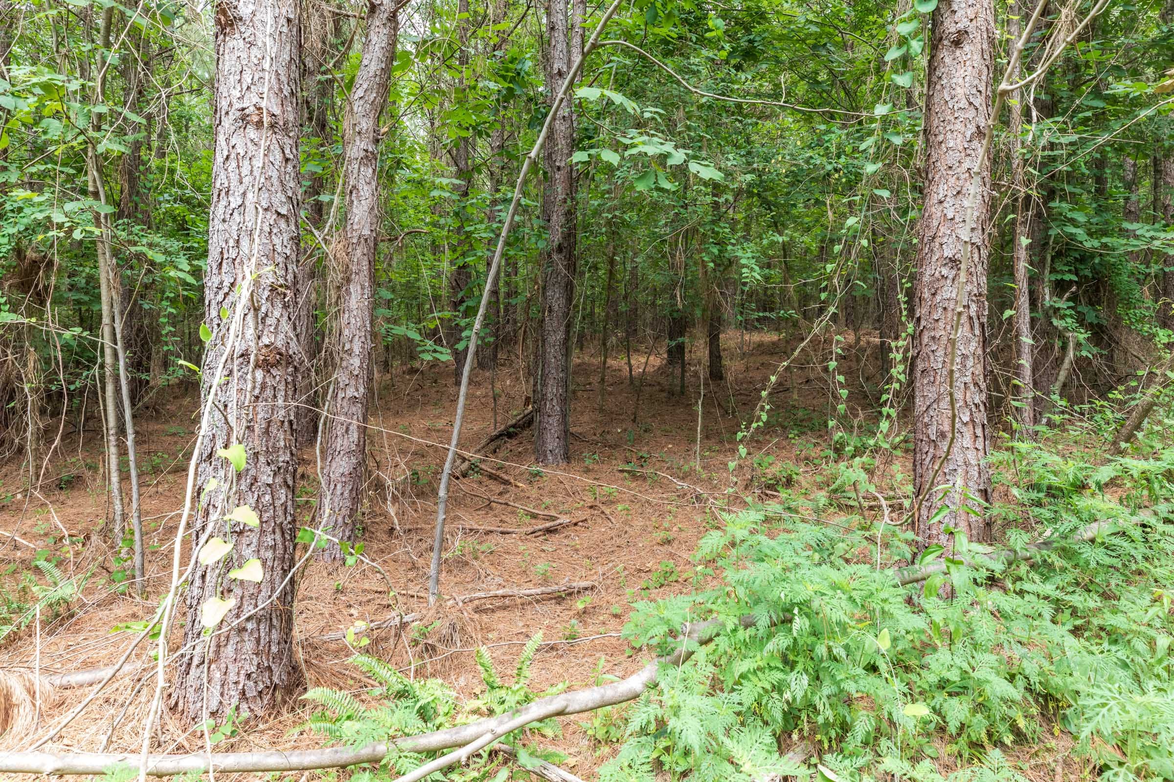 Whiskey Ridge Tract 31 photo 2