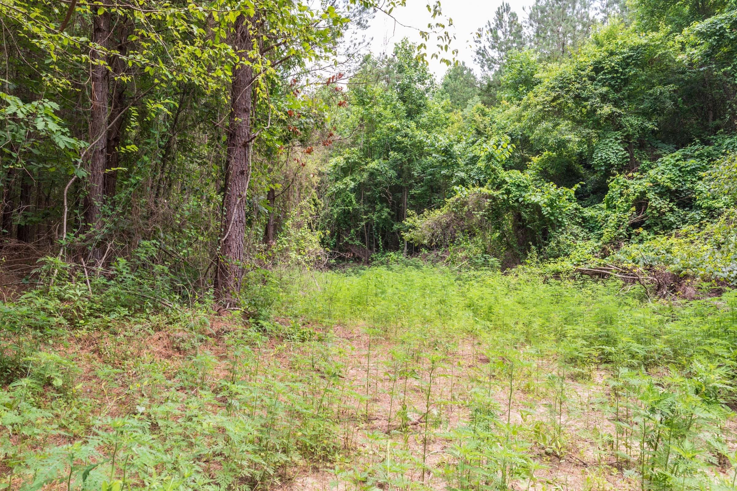 Whiskey Ridge Tract 31 photo 3