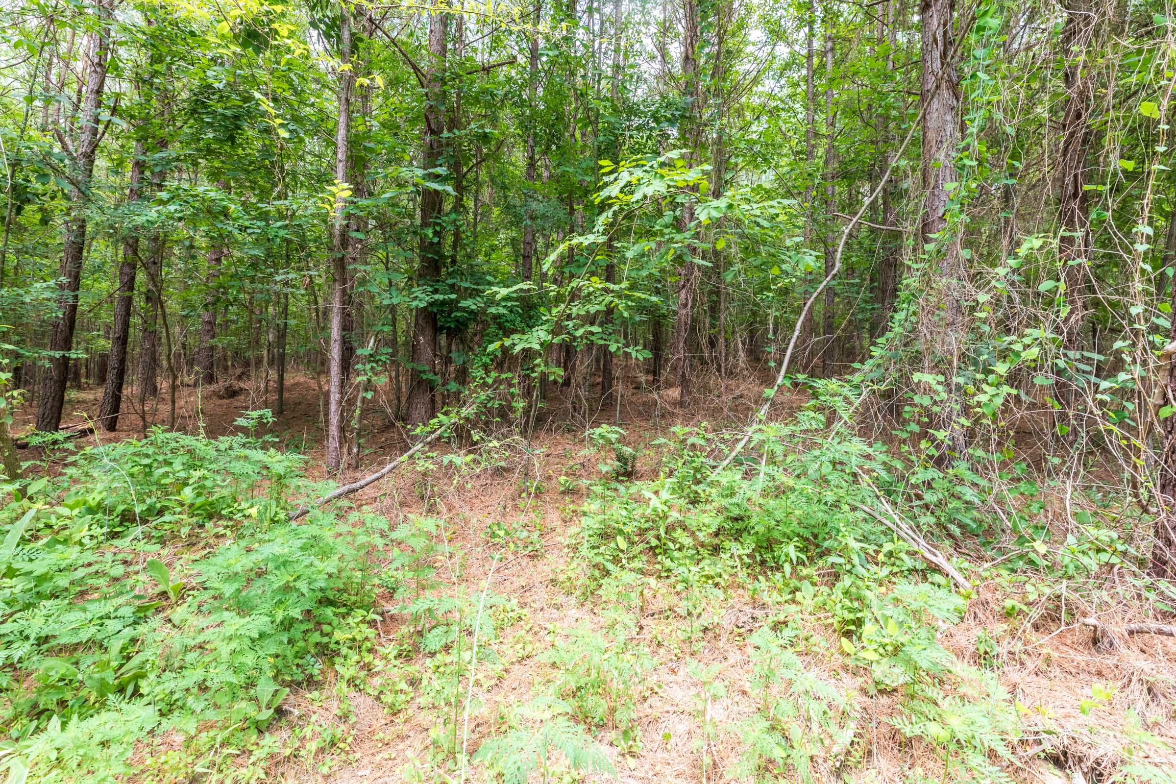 Whiskey Ridge Tract 31 photo 8
