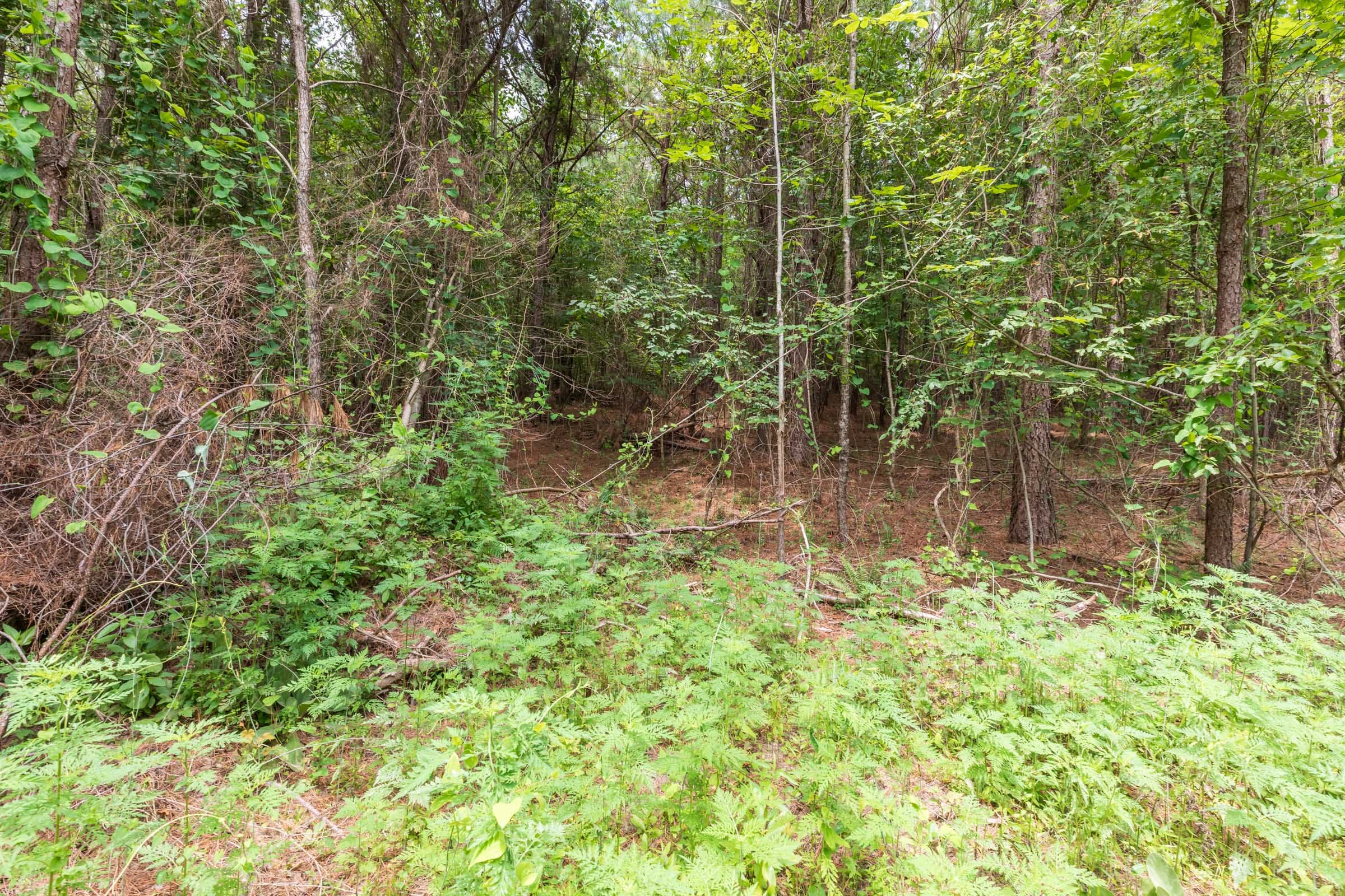 Whiskey Ridge Tract 31 photo 4