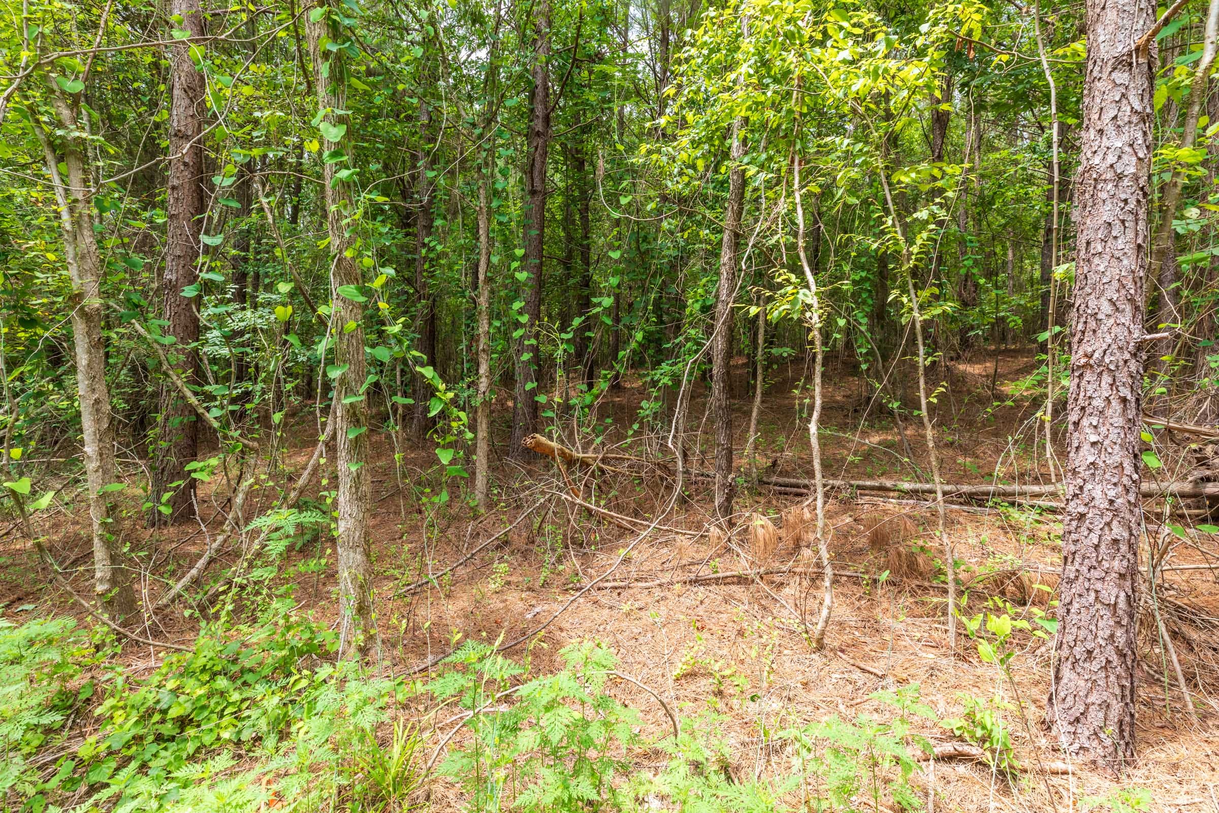 Whiskey Ridge Tract 31 photo 6