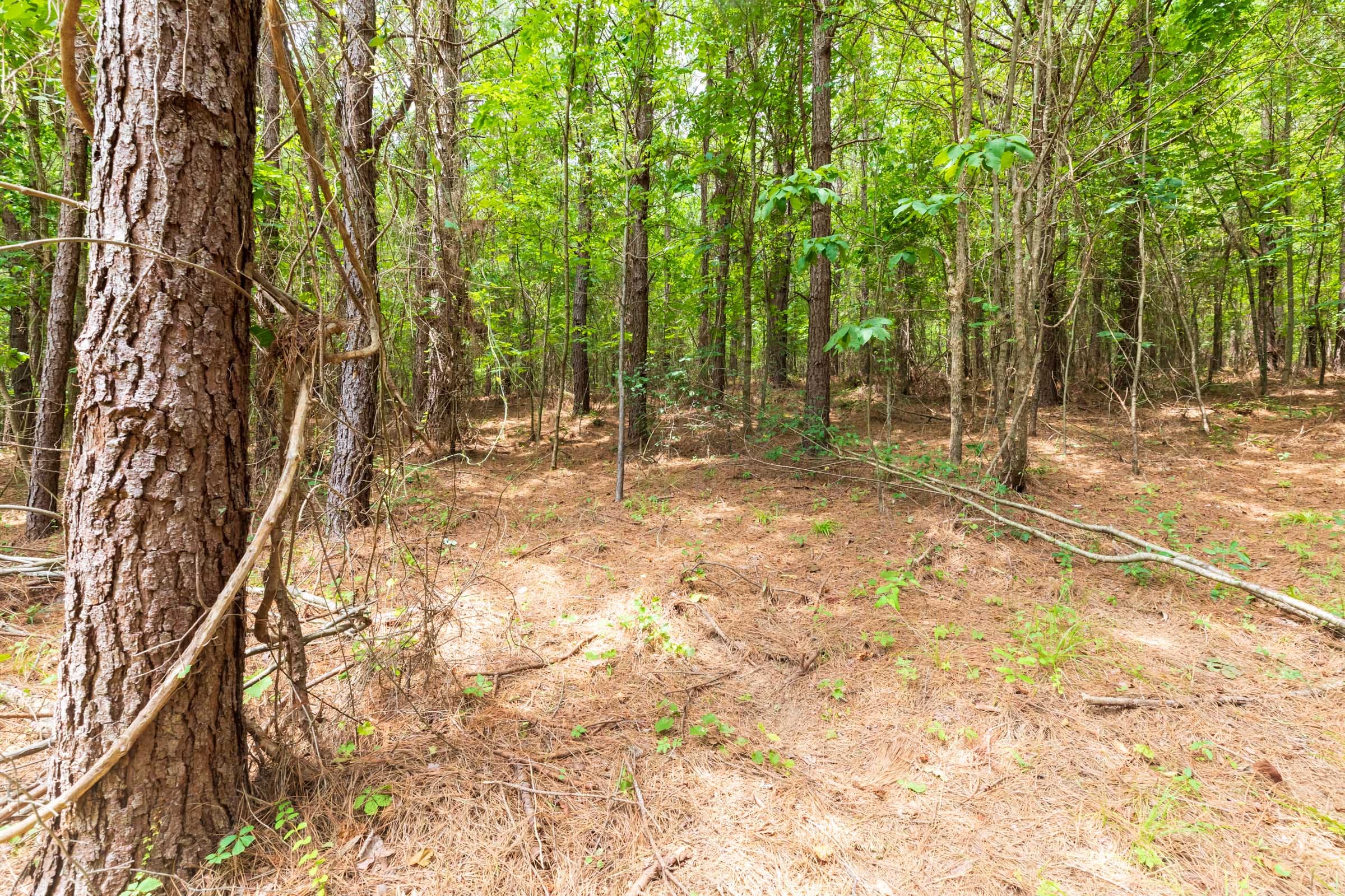 Whiskey Ridge Tract 31 photo 5
