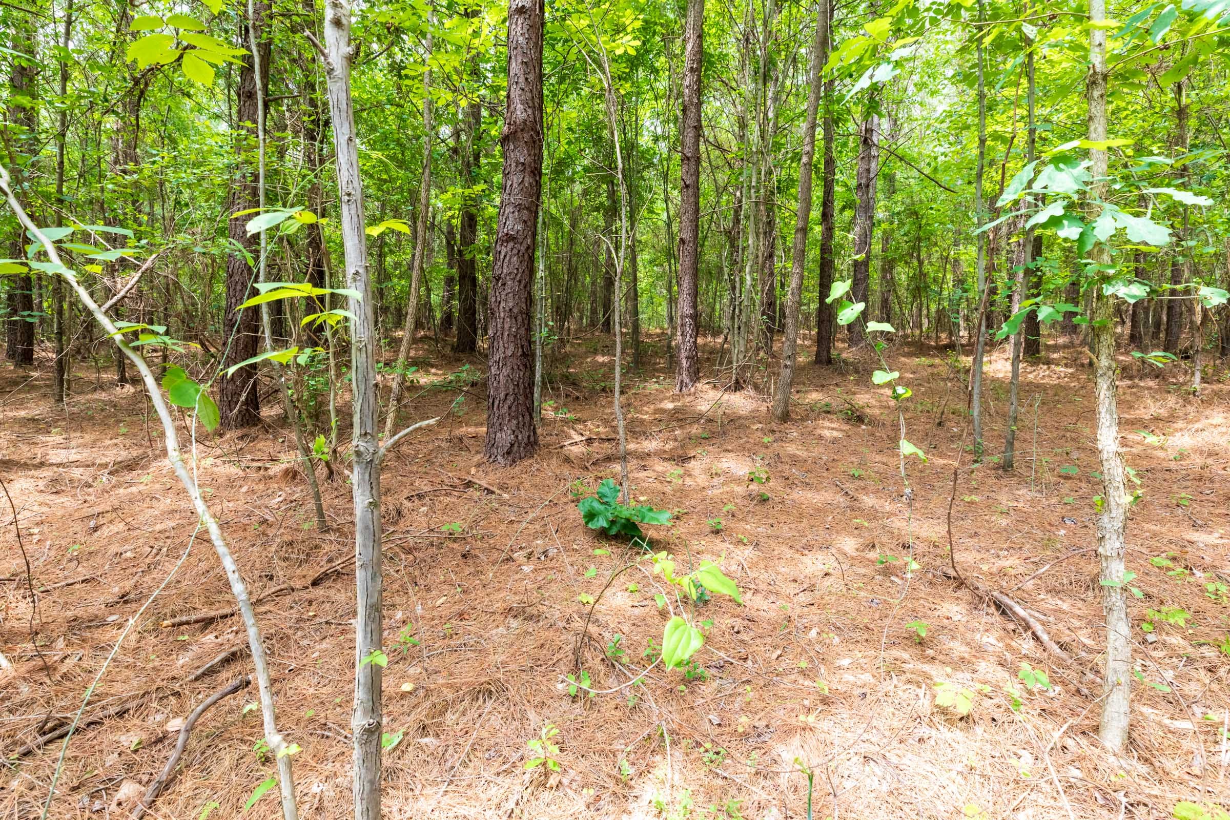 Whiskey Ridge Tract 31 photo 7