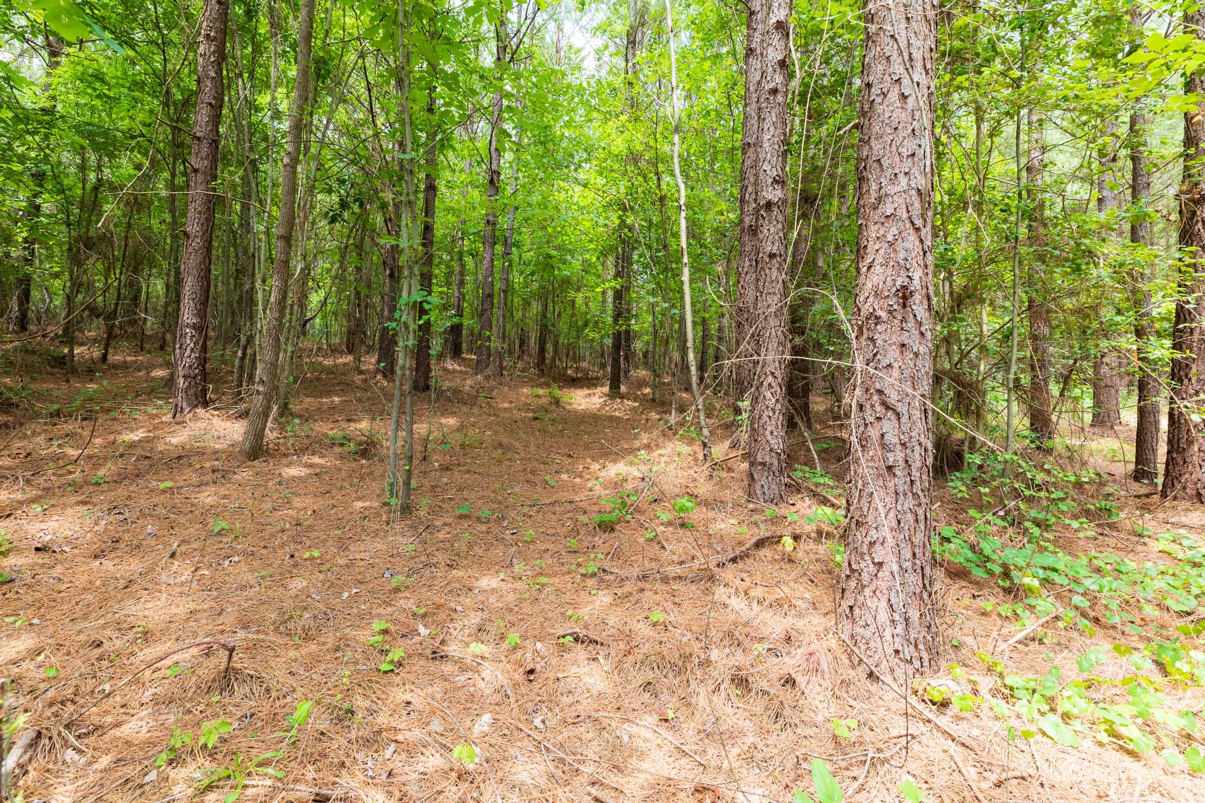 Whiskey Ridge Tract 31 photo 9