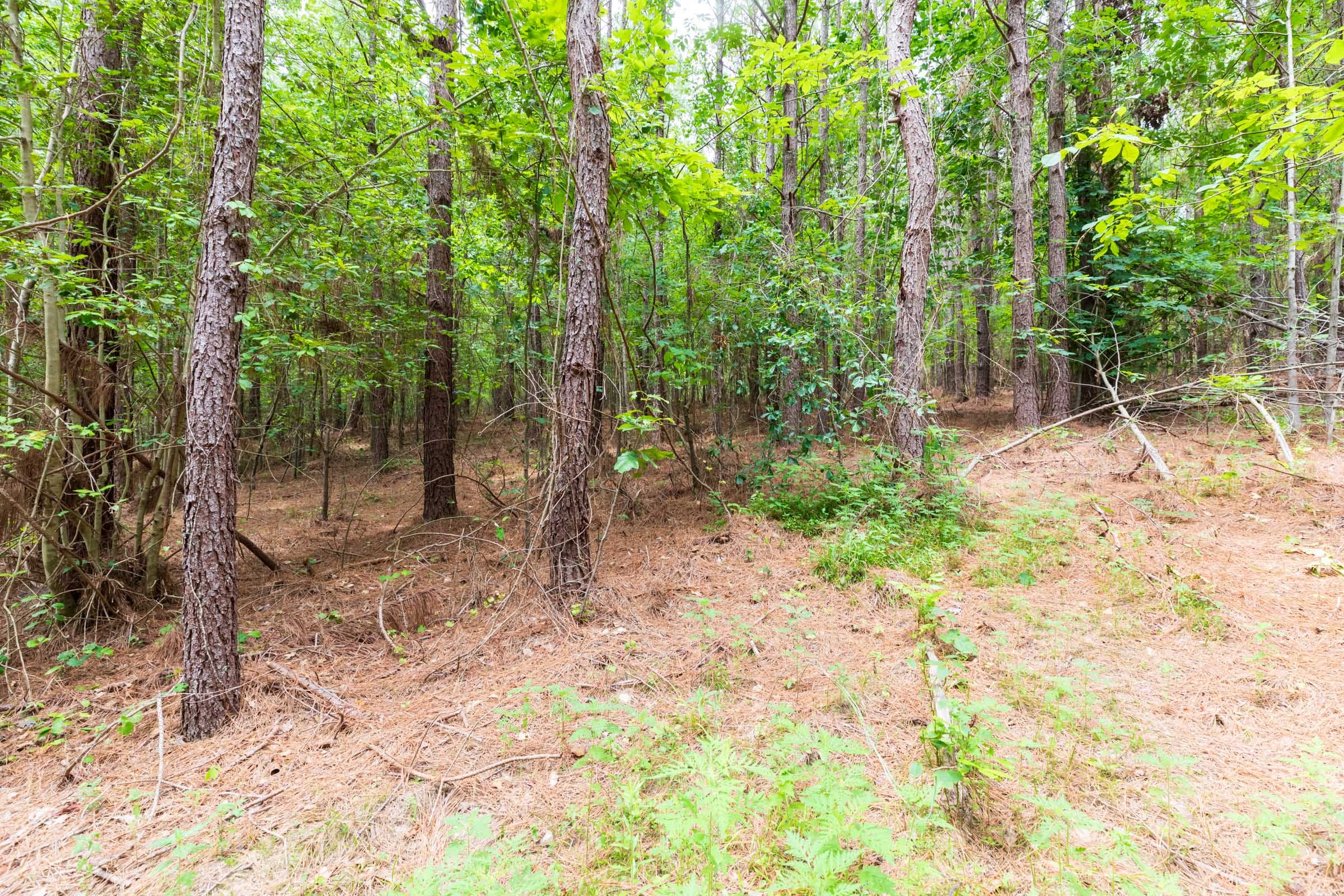 Whiskey Ridge Tract 31 photo 10