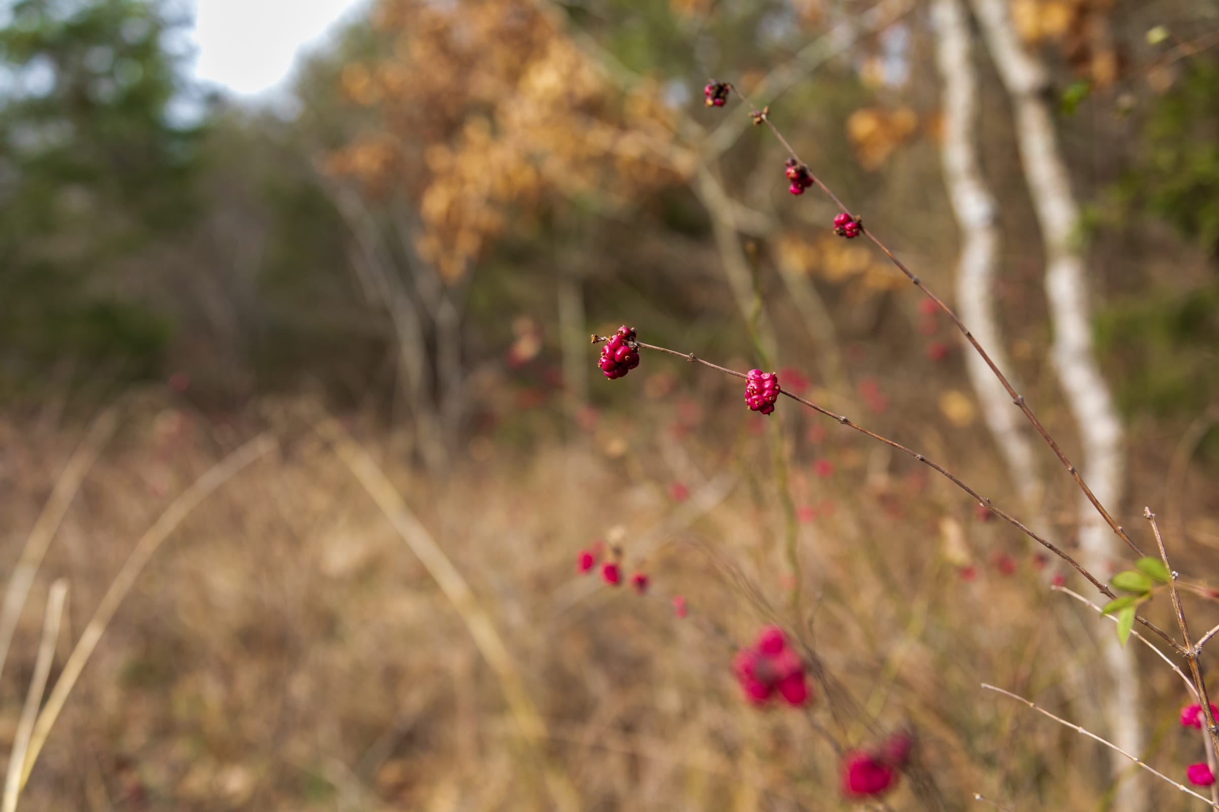 Crossroads Tract 17 photo 6