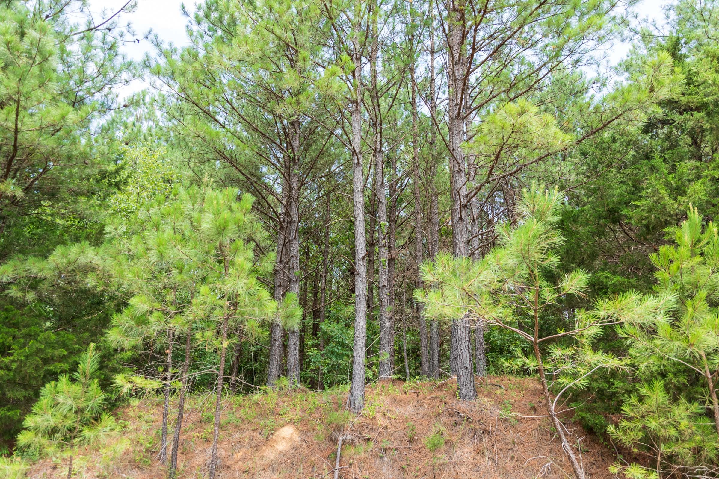 Whiskey Ridge Tract 54 photo 6