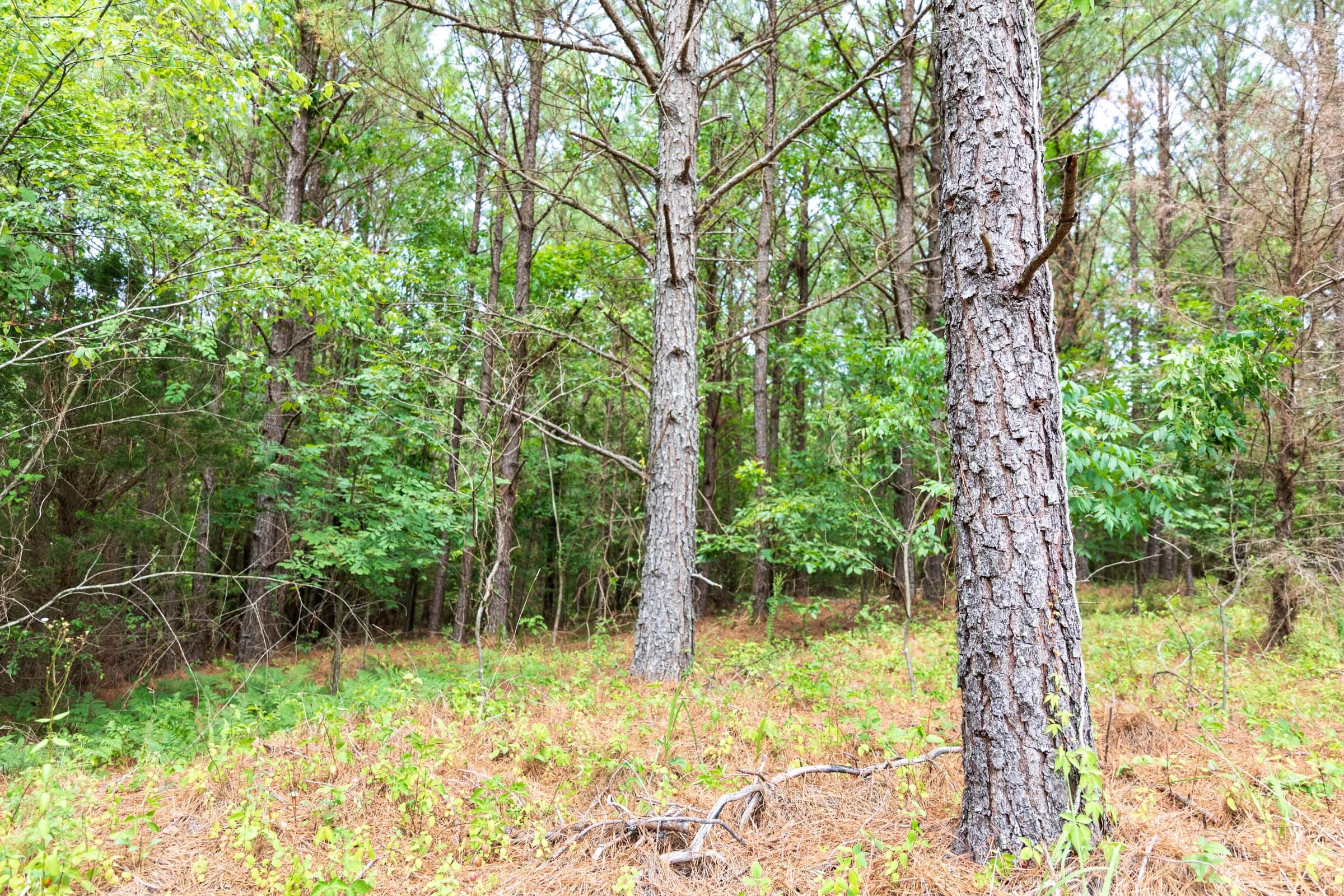 Whiskey Ridge Tract 54 photo 7