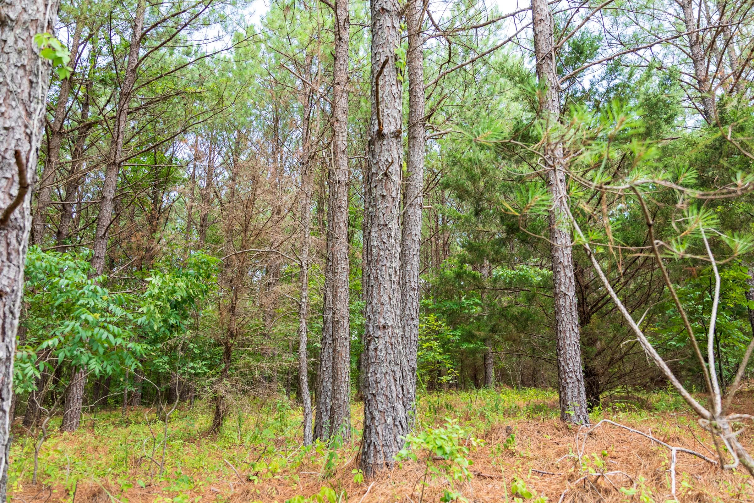 Whiskey Ridge Tract 54 photo 4