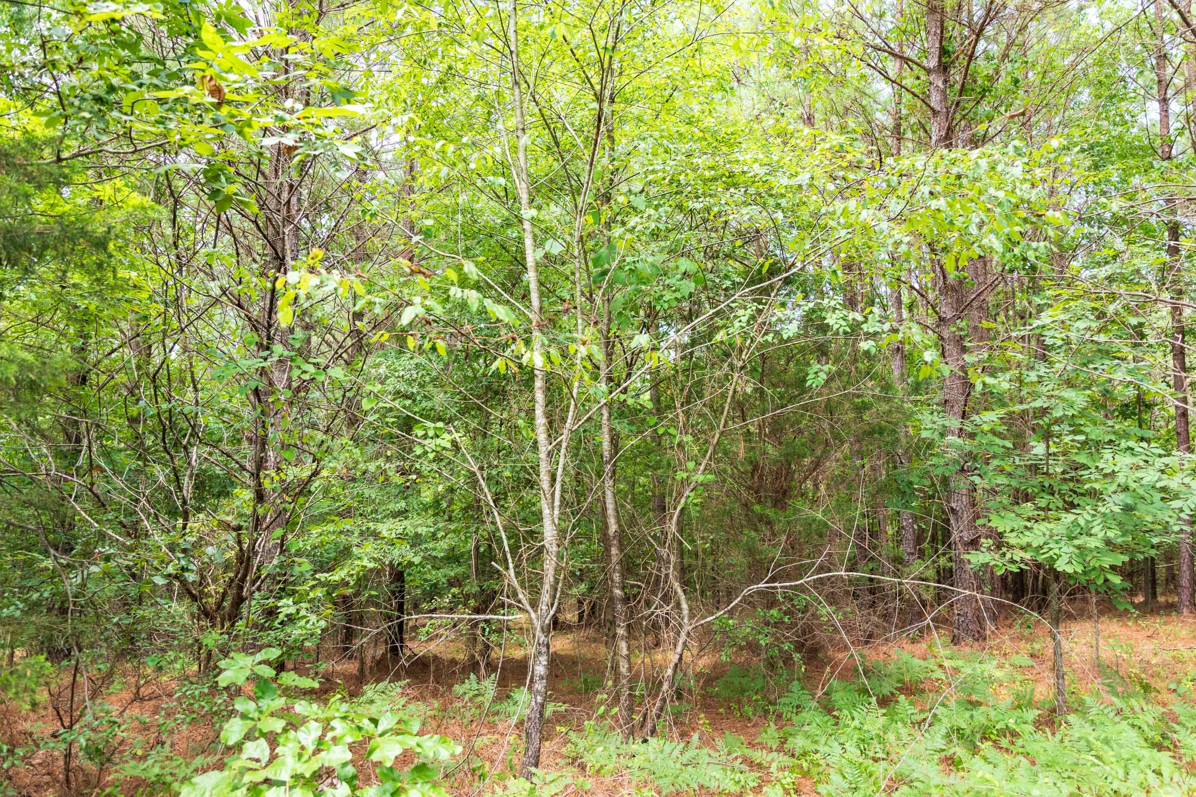 Whiskey Ridge Tract 54 photo 9