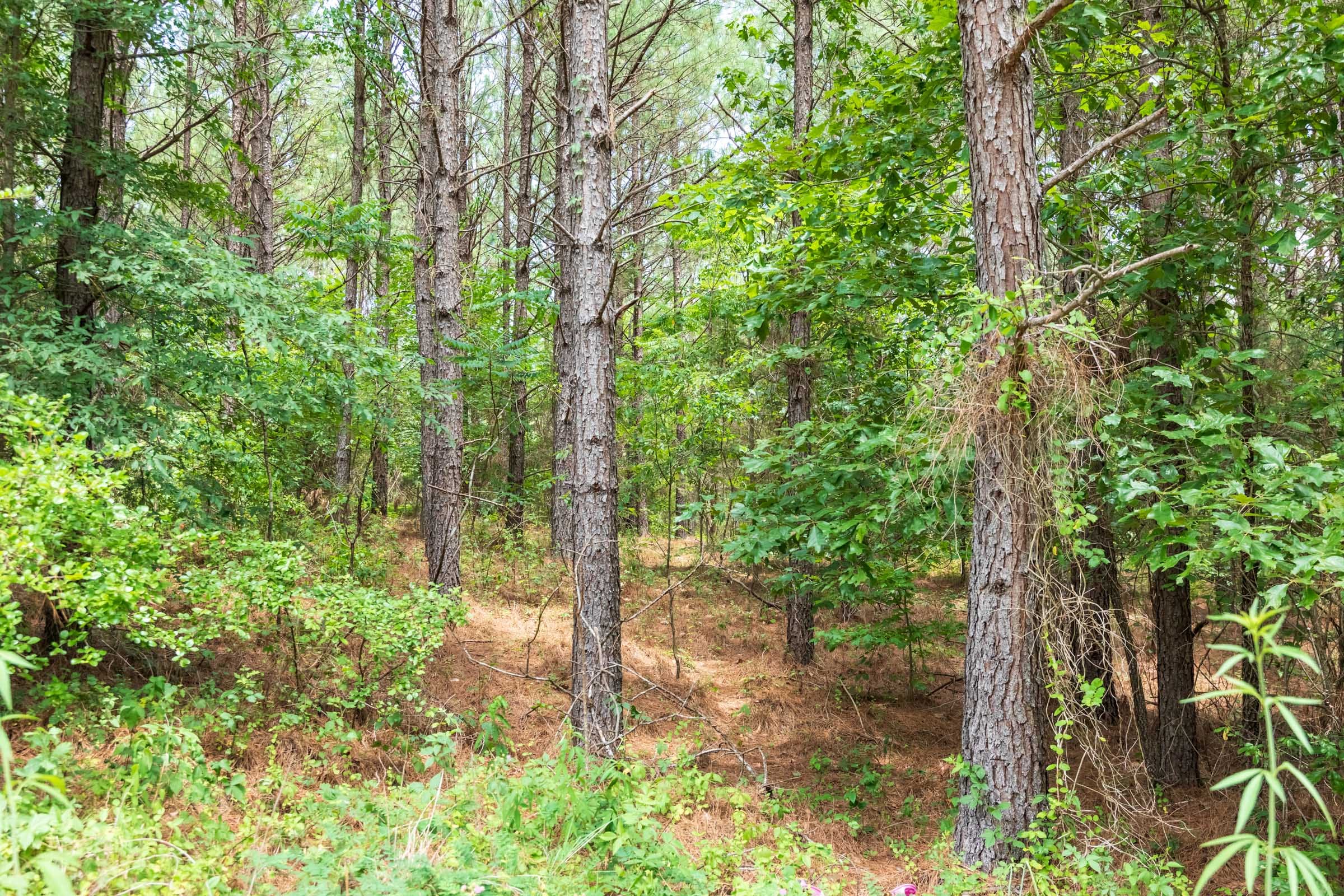 Whiskey Ridge Tract 54 photo 11