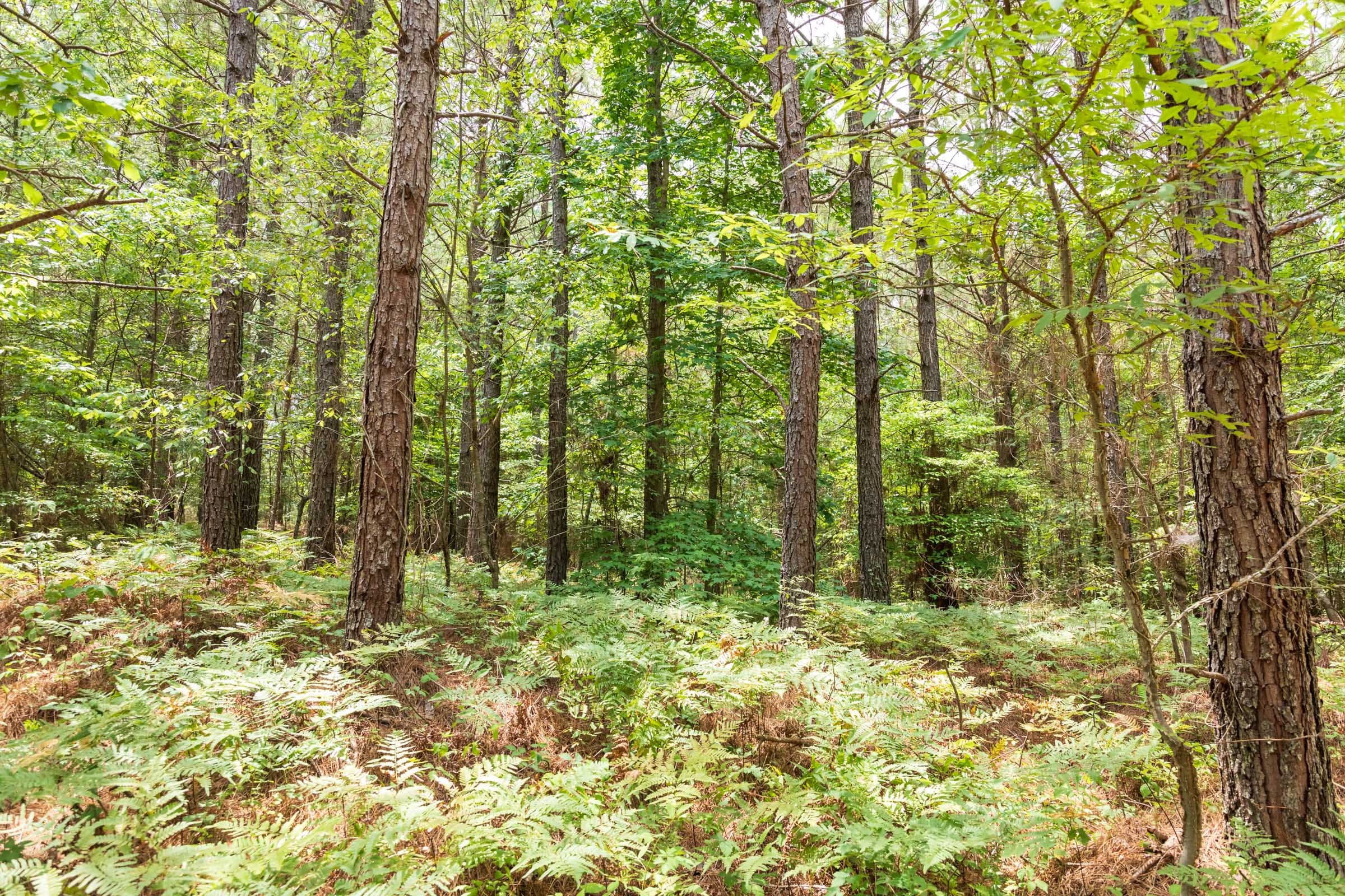 Whiskey Ridge Tract 54 photo 14