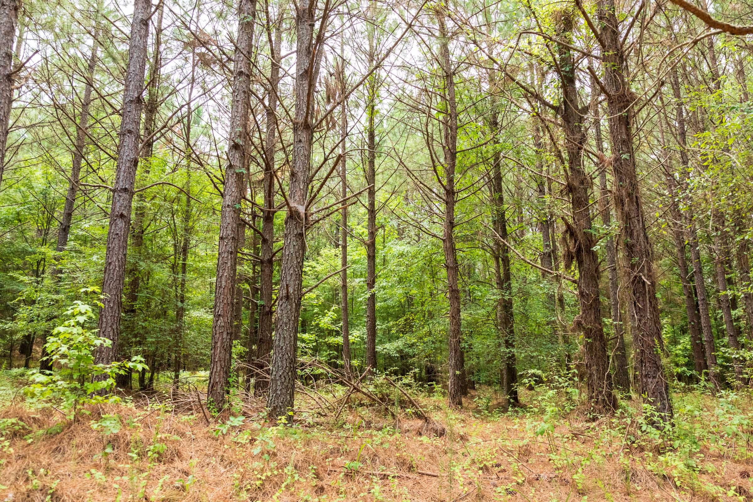 Whiskey Ridge Tract 54 photo 15