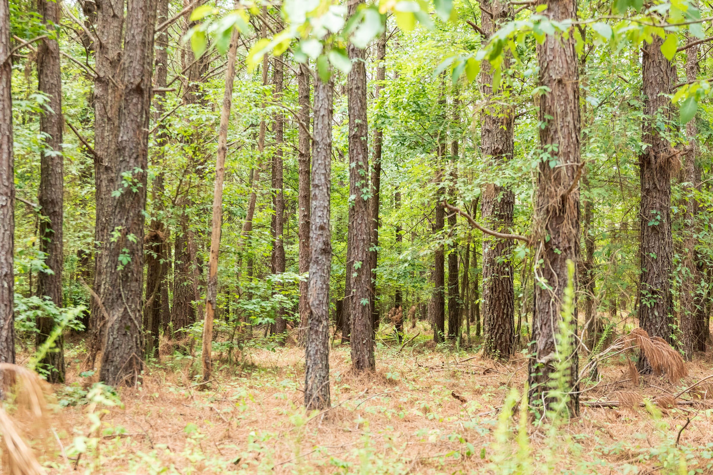 Whiskey Ridge Tract 54 photo 17