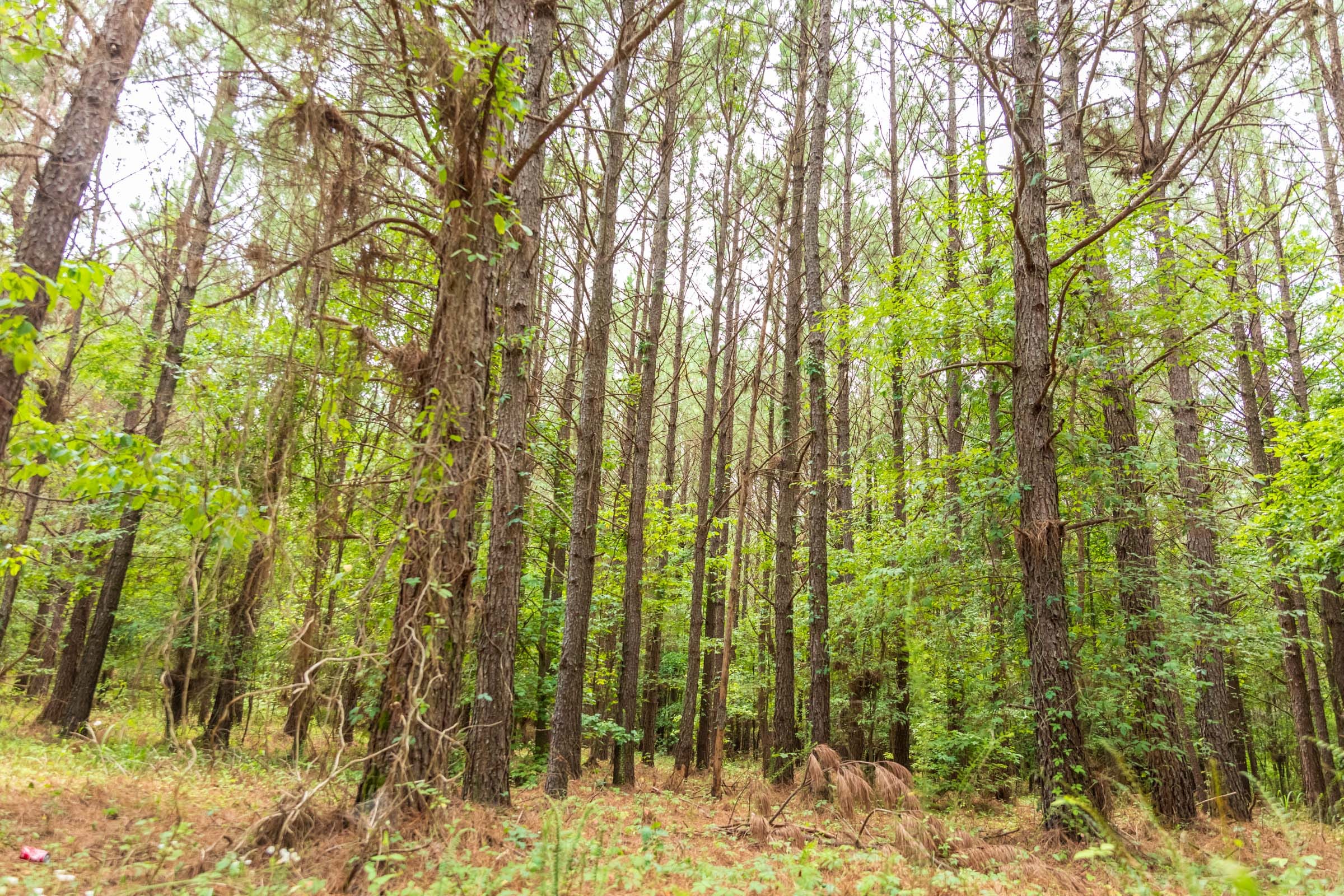 Whiskey Ridge Tract 54 photo 18