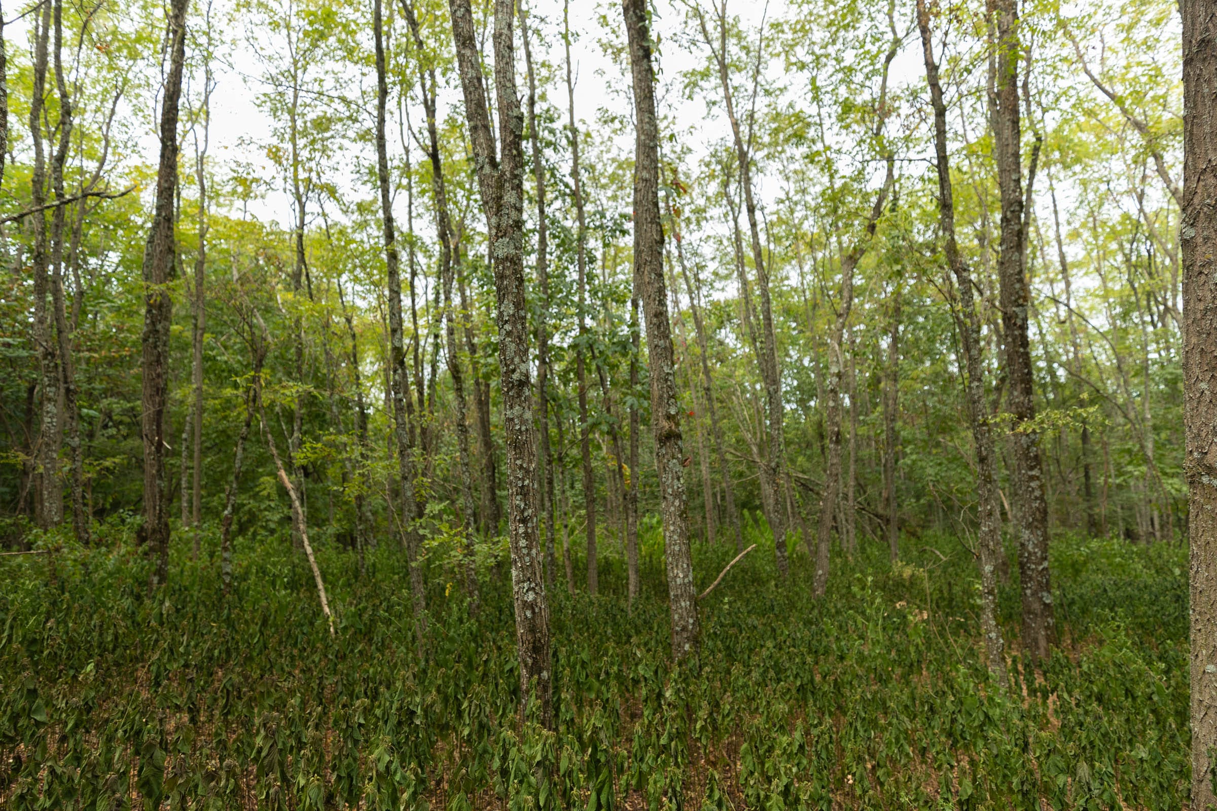 Big White Oak Tract 131 photo 22