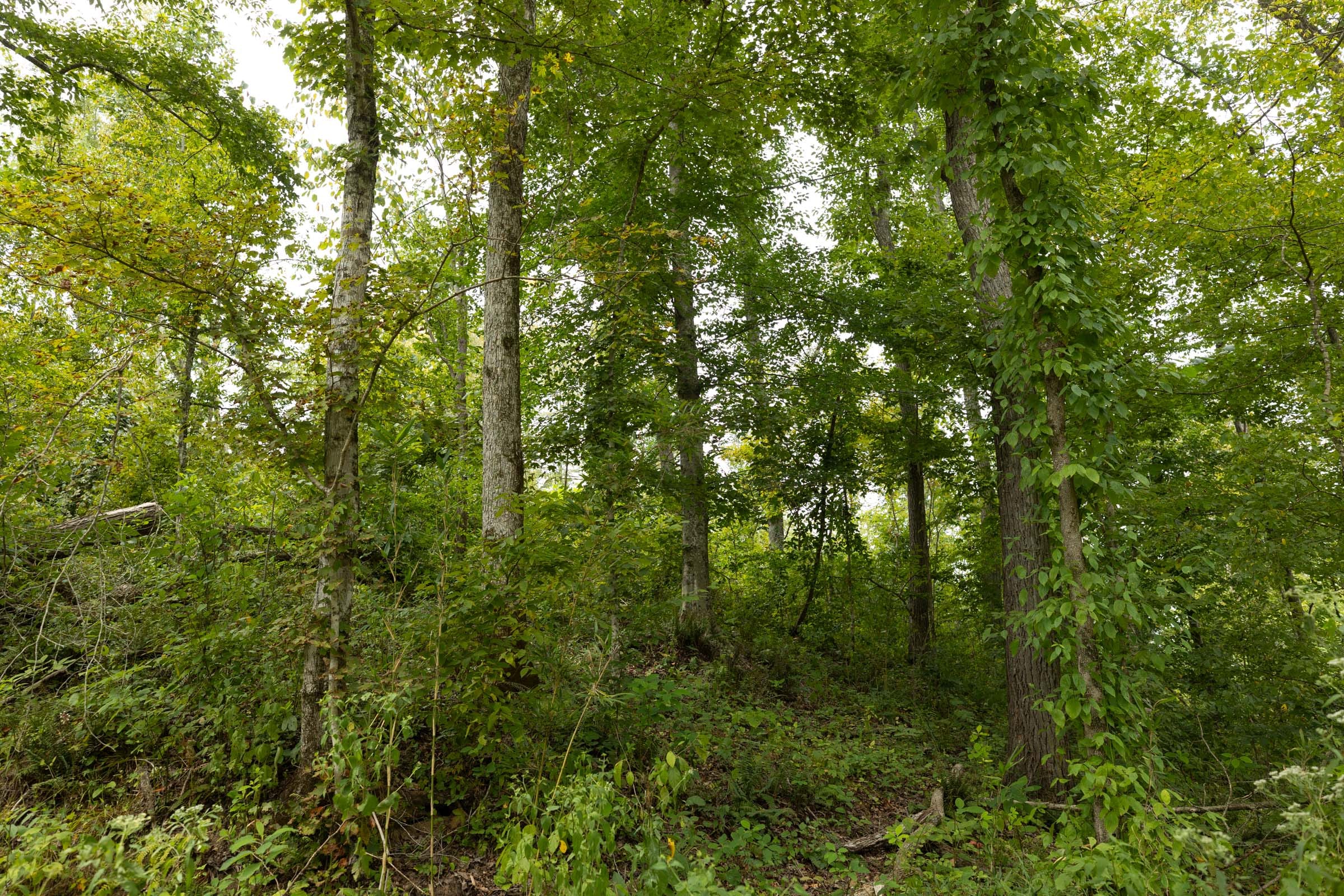 Big White Oak Tract 131 photo 21