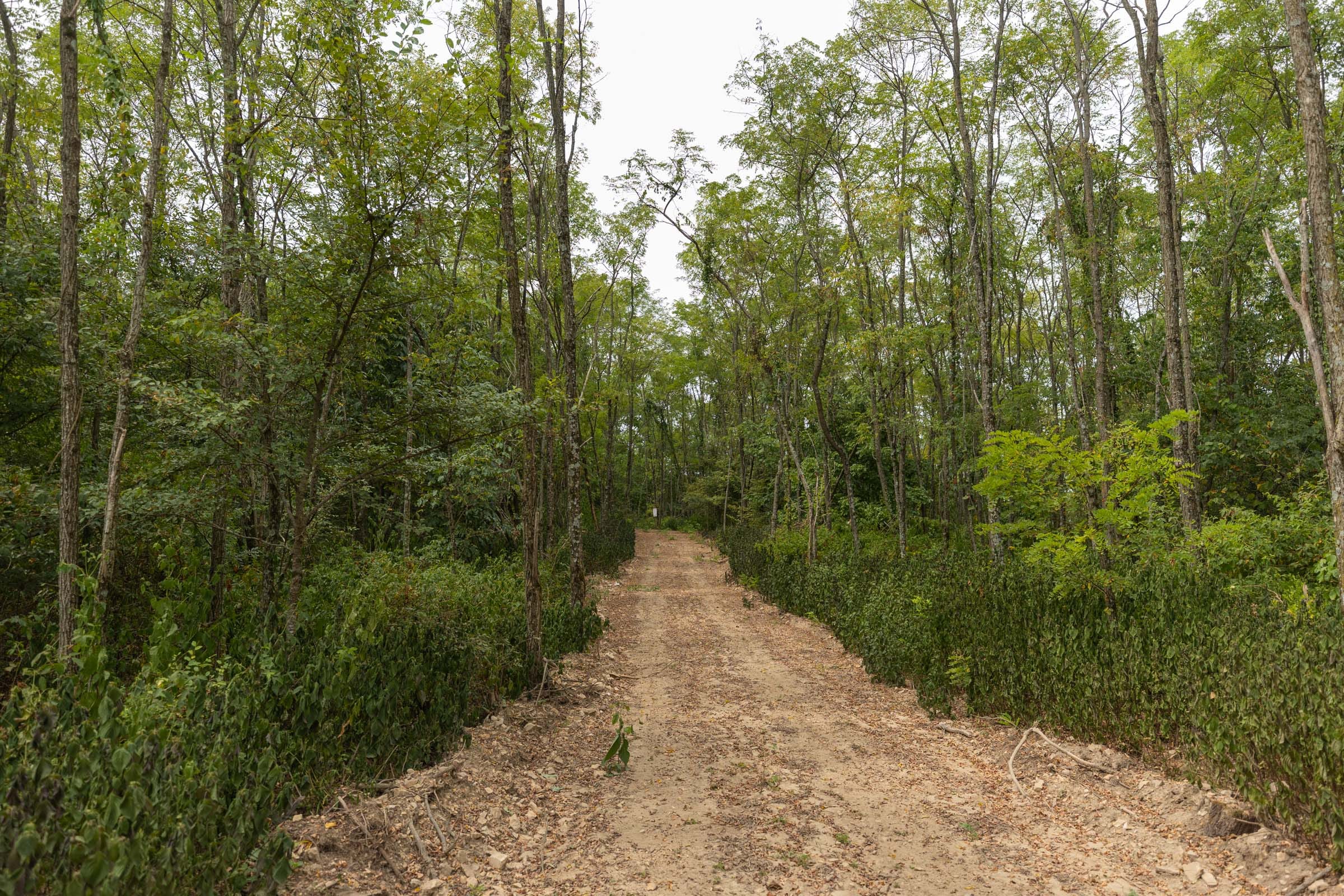 Big White Oak Tract 131 photo 20