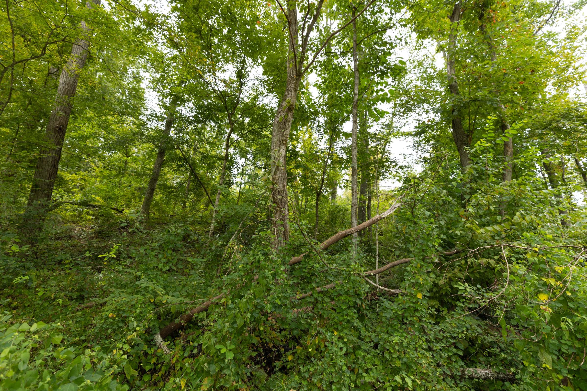Big White Oak Tract 131 photo 17