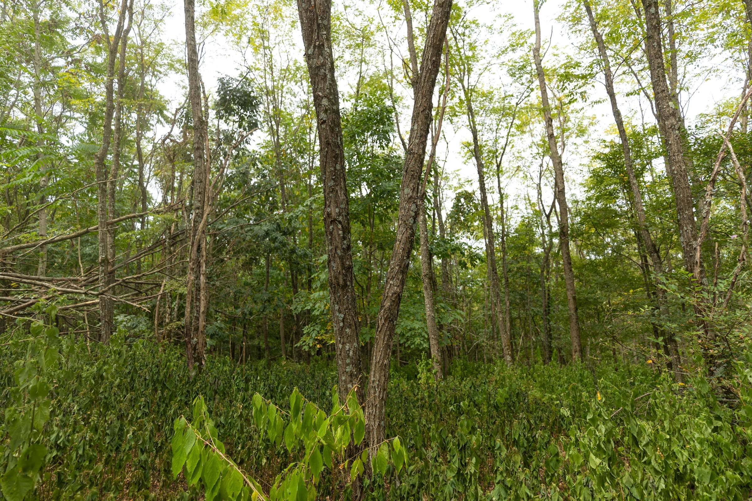 Big White Oak Tract 131 photo 16