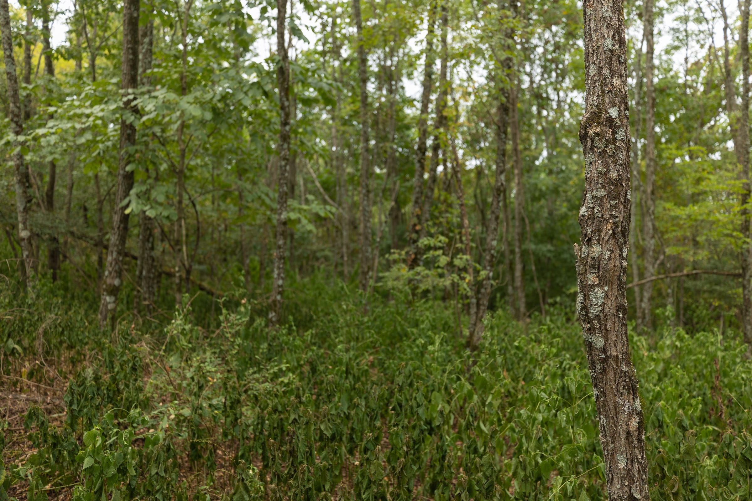 Big White Oak Tract 131 photo 15