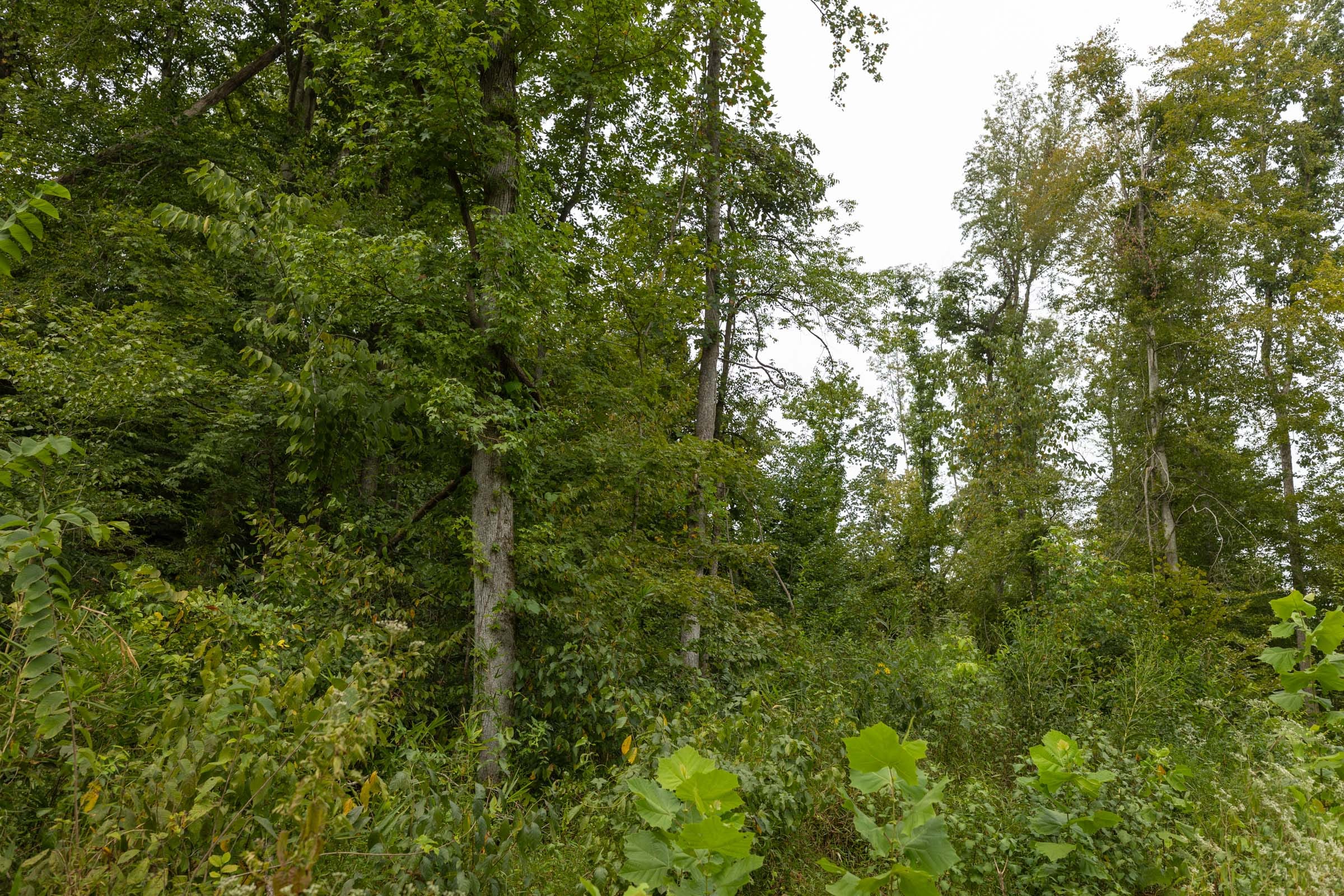 Big White Oak Tract 131 photo 14