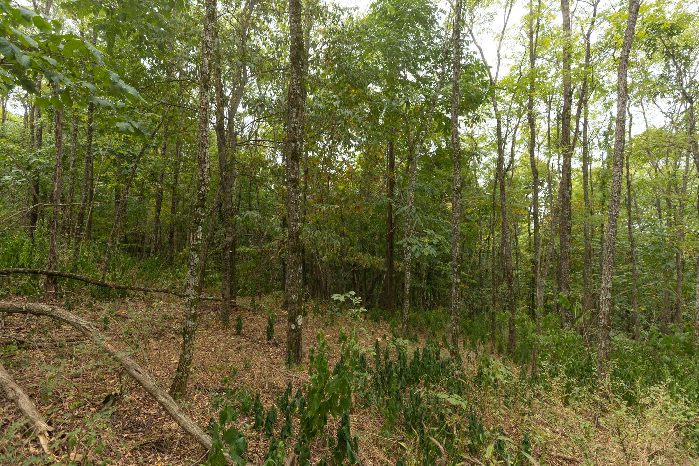 Big White Oak Tract 131 photo 13