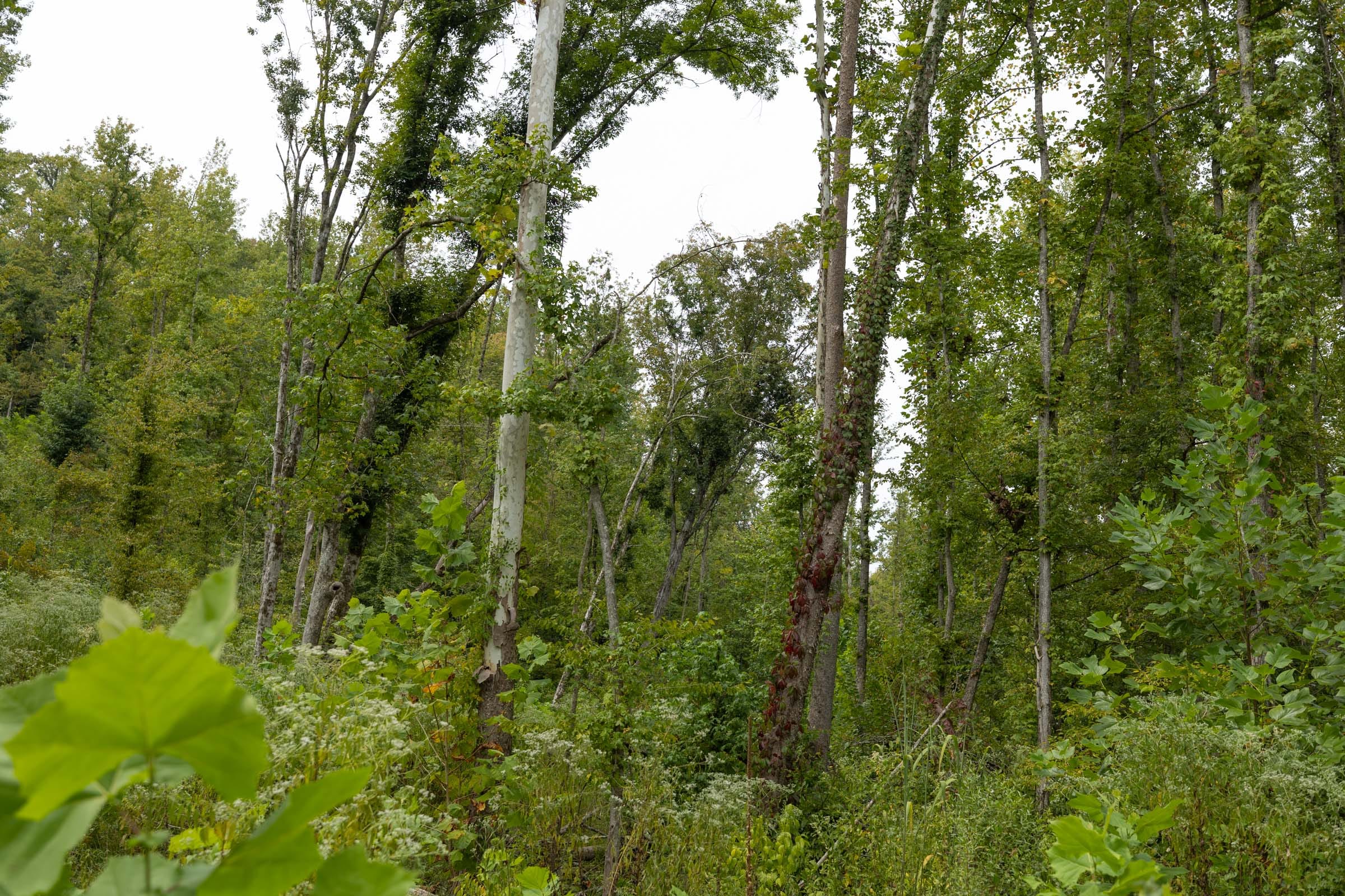 Big White Oak Tract 131 photo 12