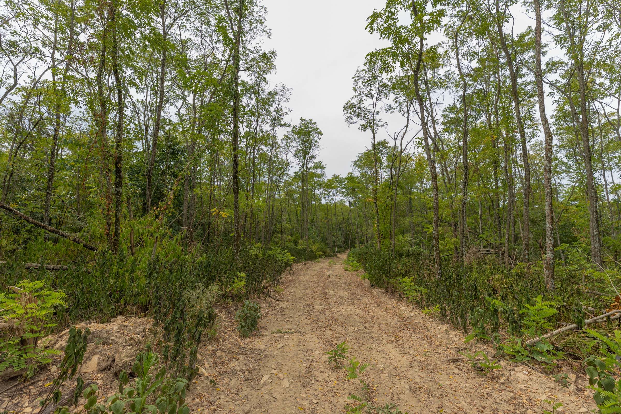 Big White Oak Tract 131 photo 11