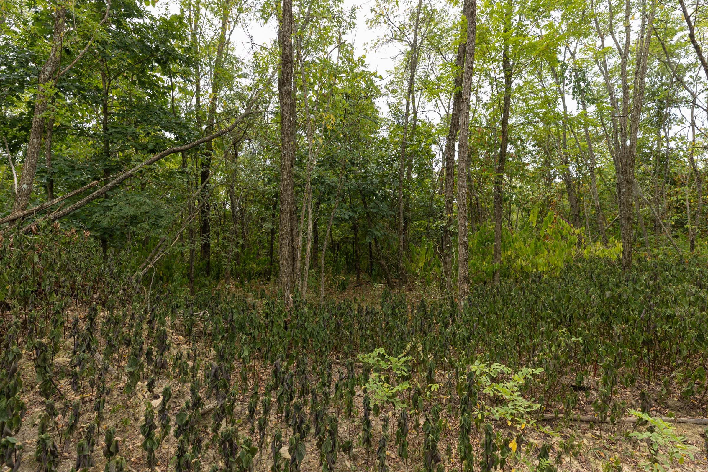 Big White Oak Tract 131 photo 10