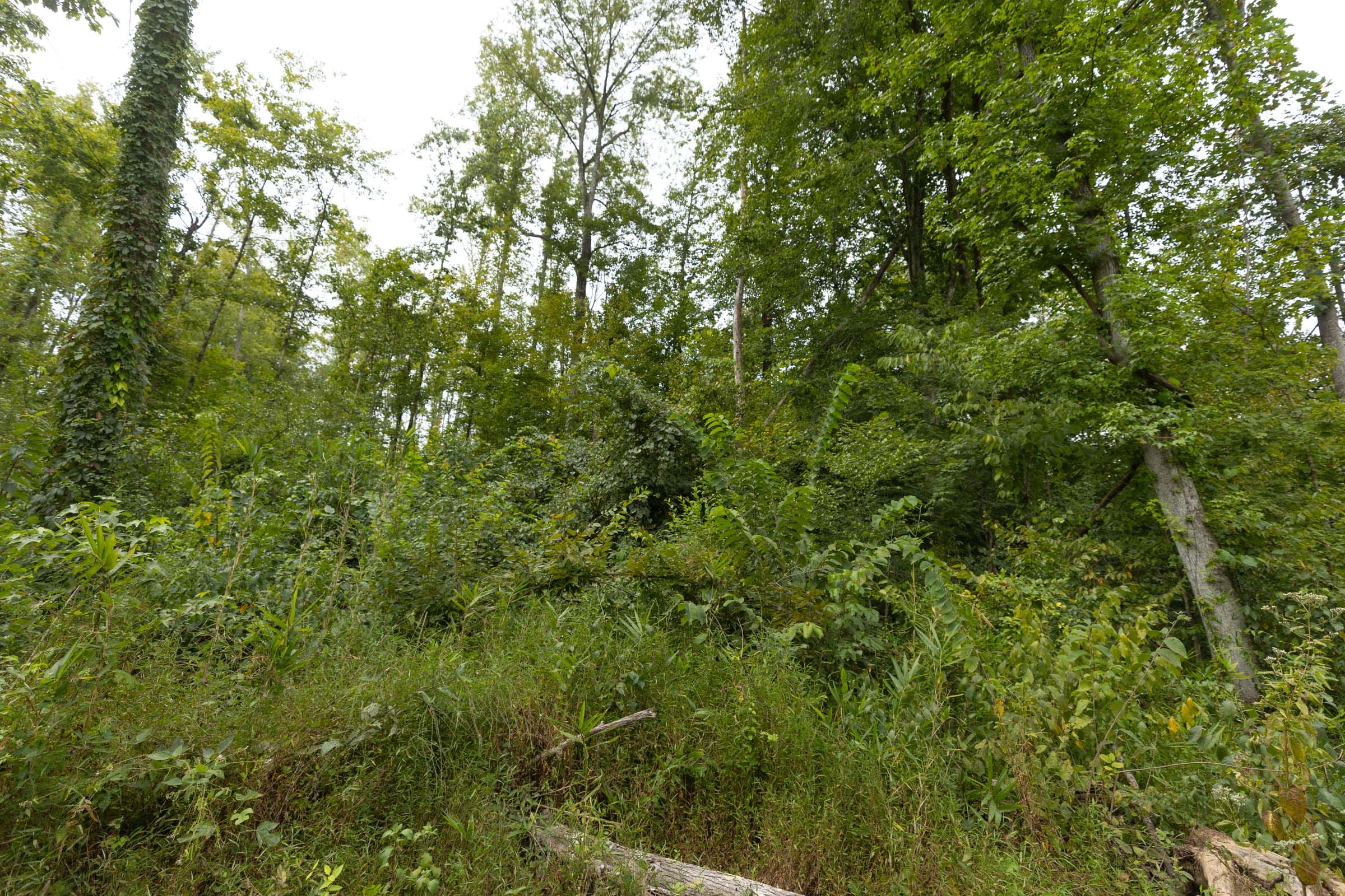 Big White Oak Tract 131 photo 9