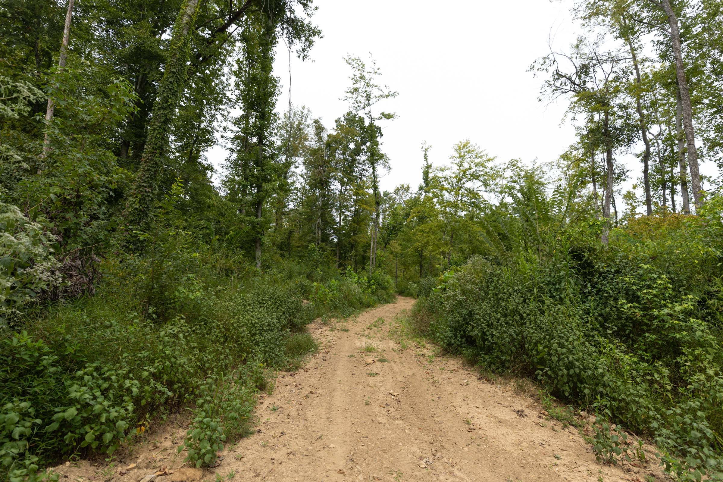 Big White Oak Tract 131 photo 8