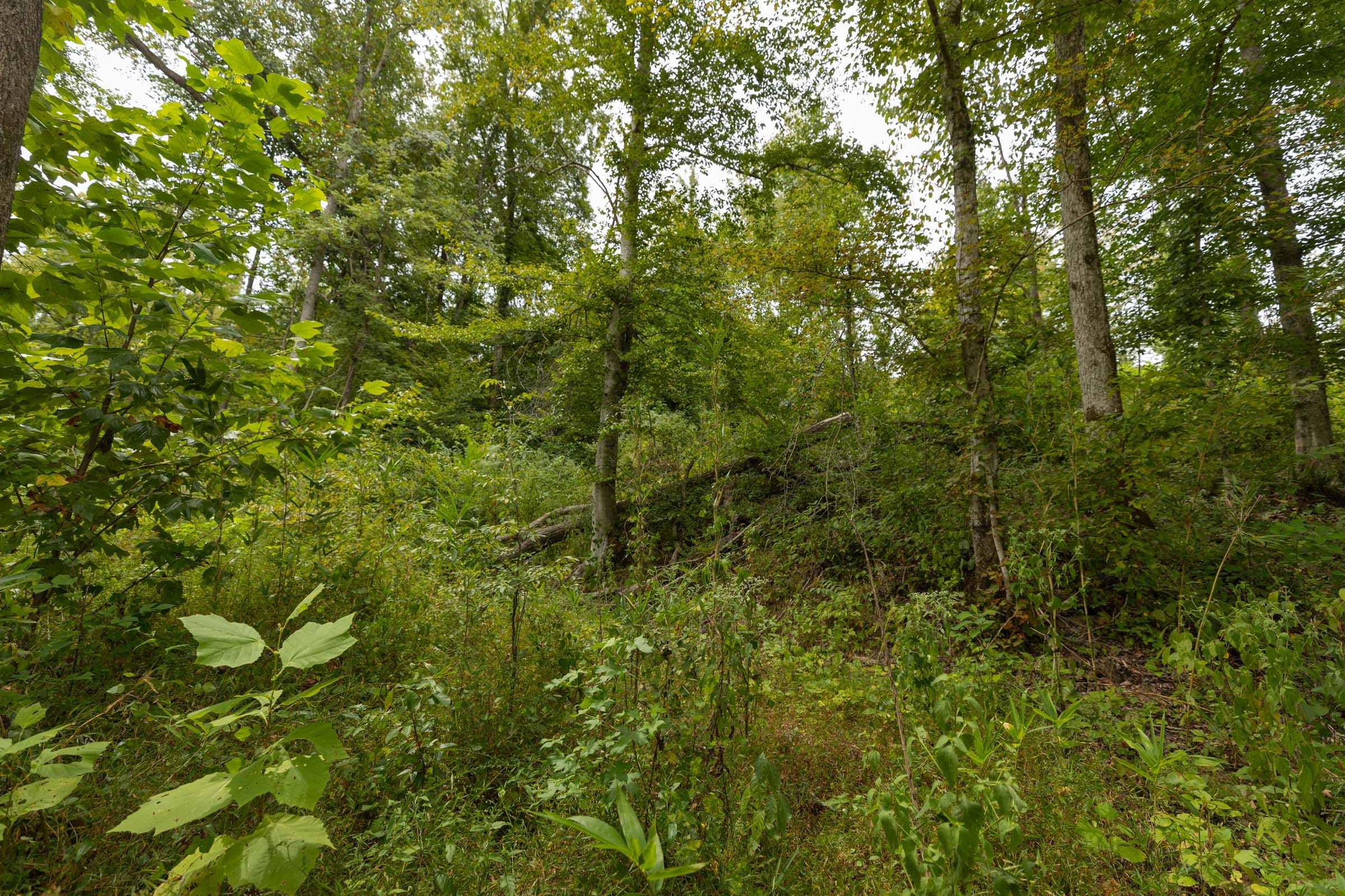 Big White Oak Tract 131 photo 7