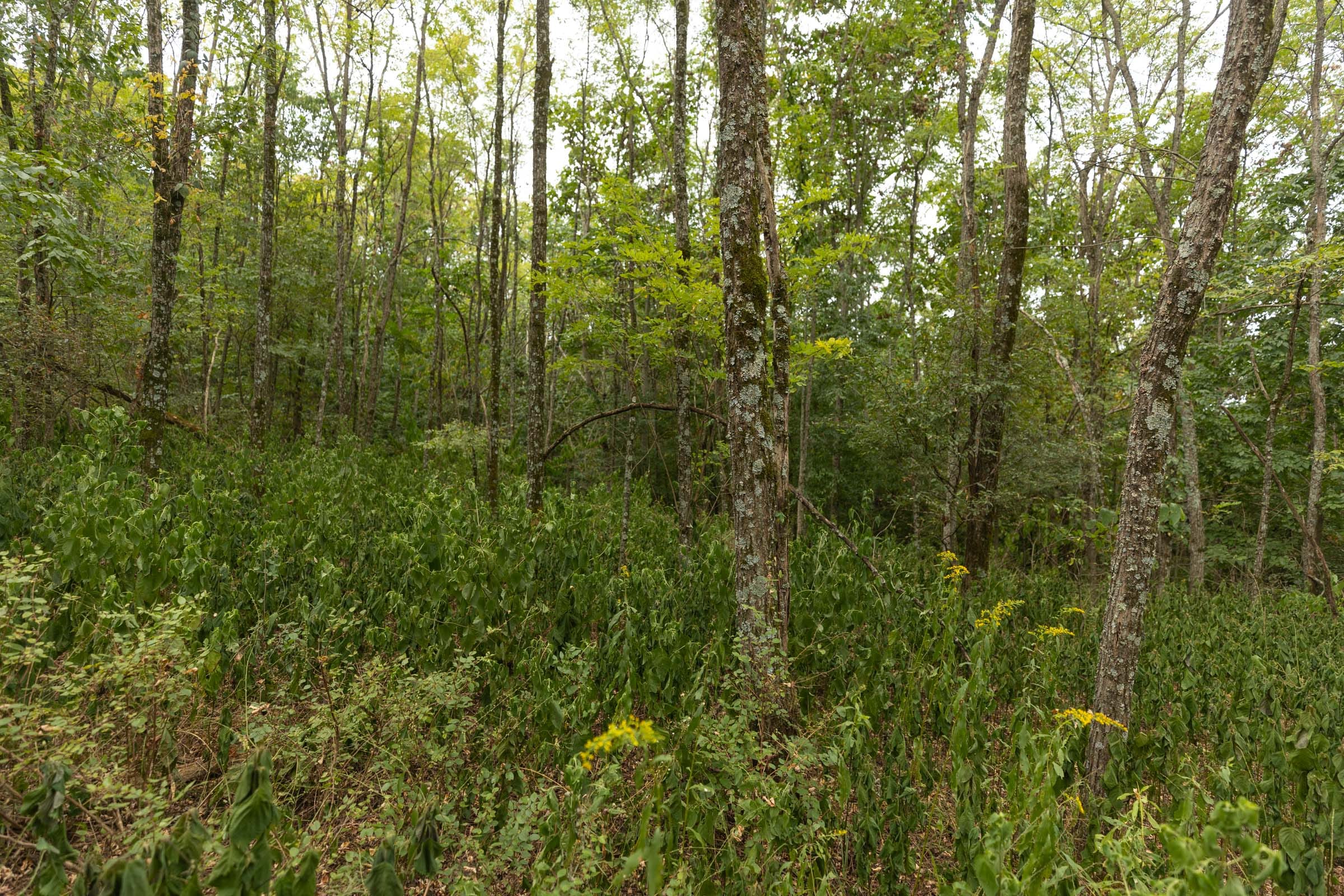 Big White Oak Tract 131 photo 6