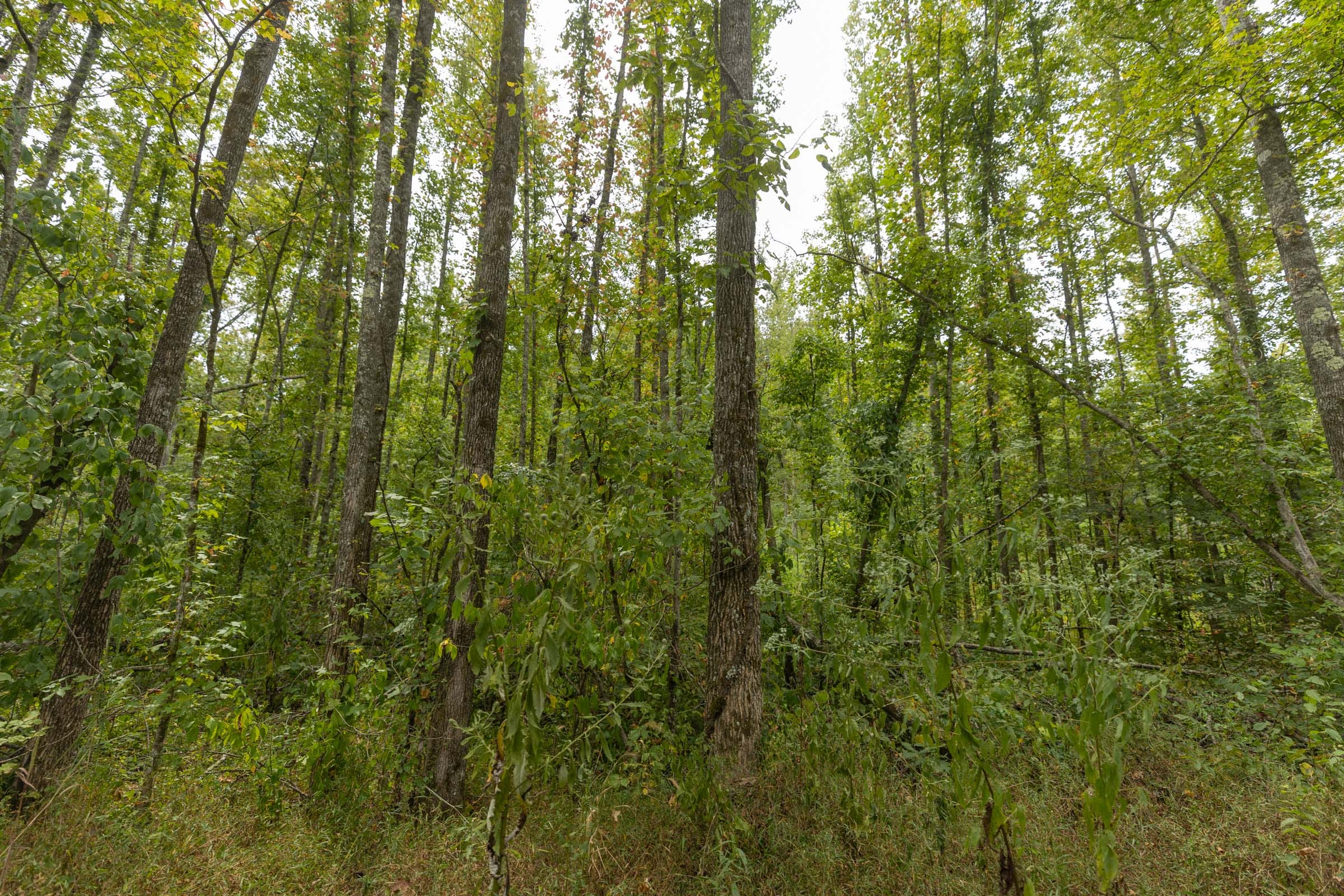 Big White Oak Tract 131 photo 5