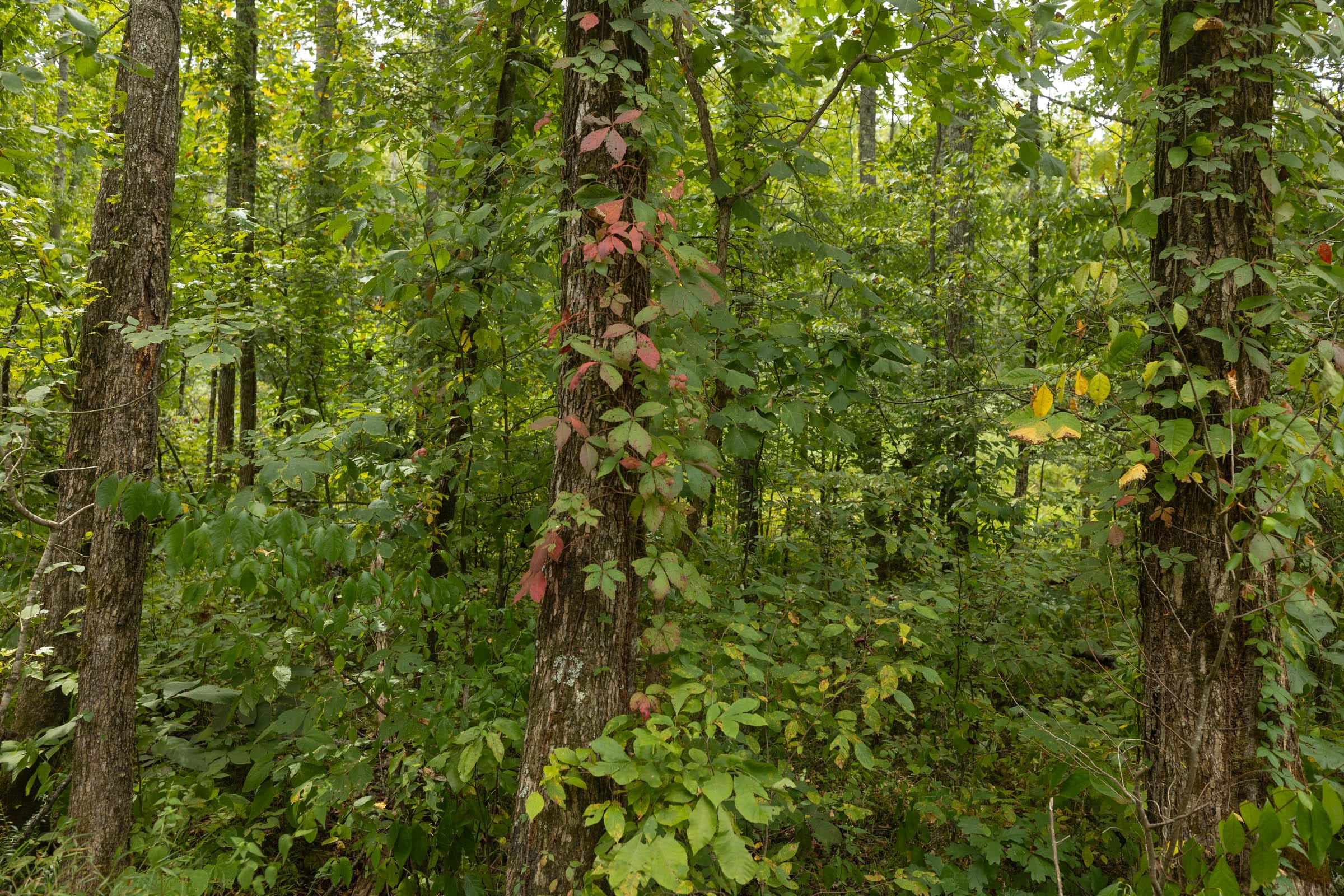 Big White Oak Tract 131 photo 4