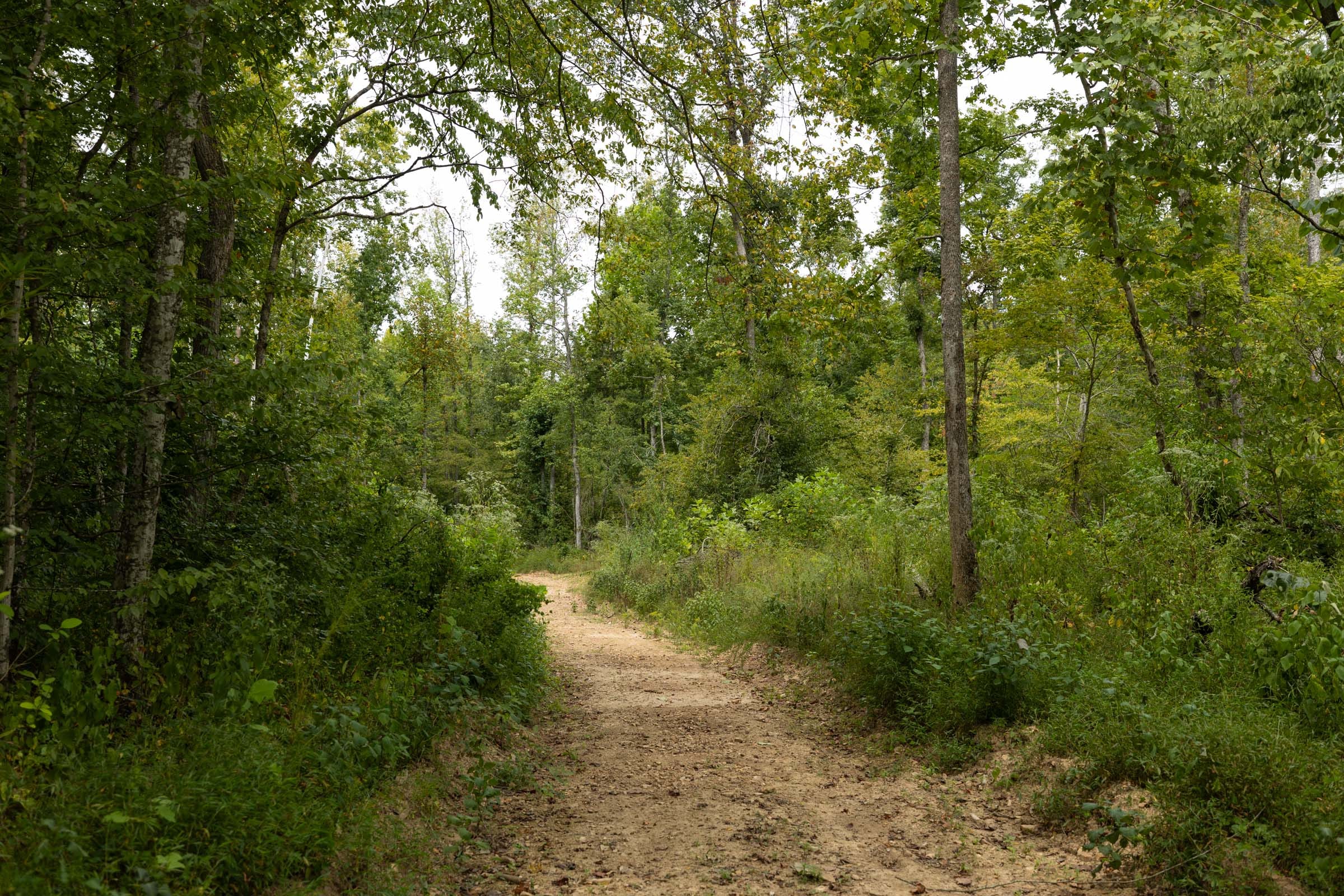 Big White Oak Tract 131 photo 3