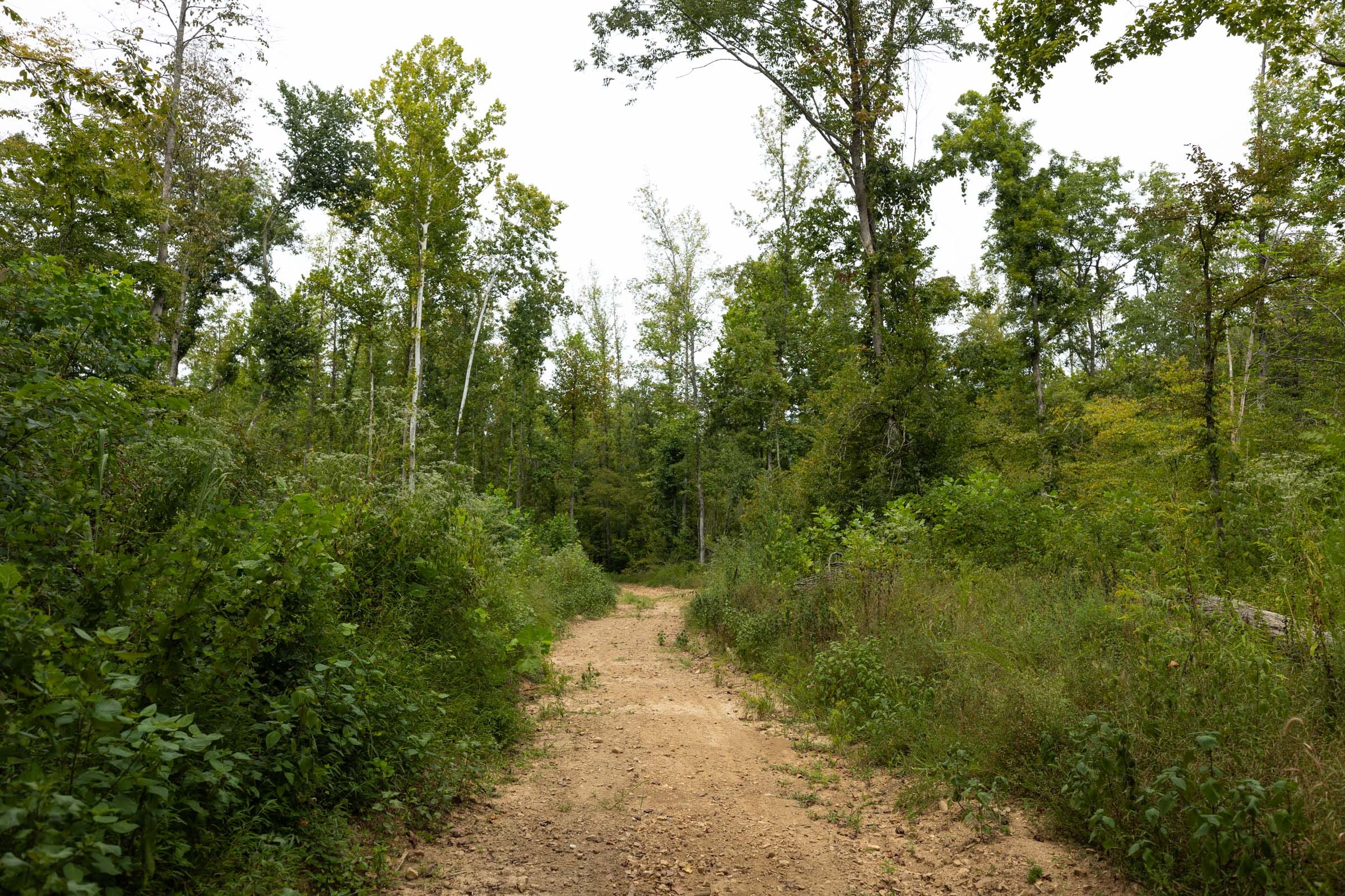 Big White Oak Tract 131 photo 1