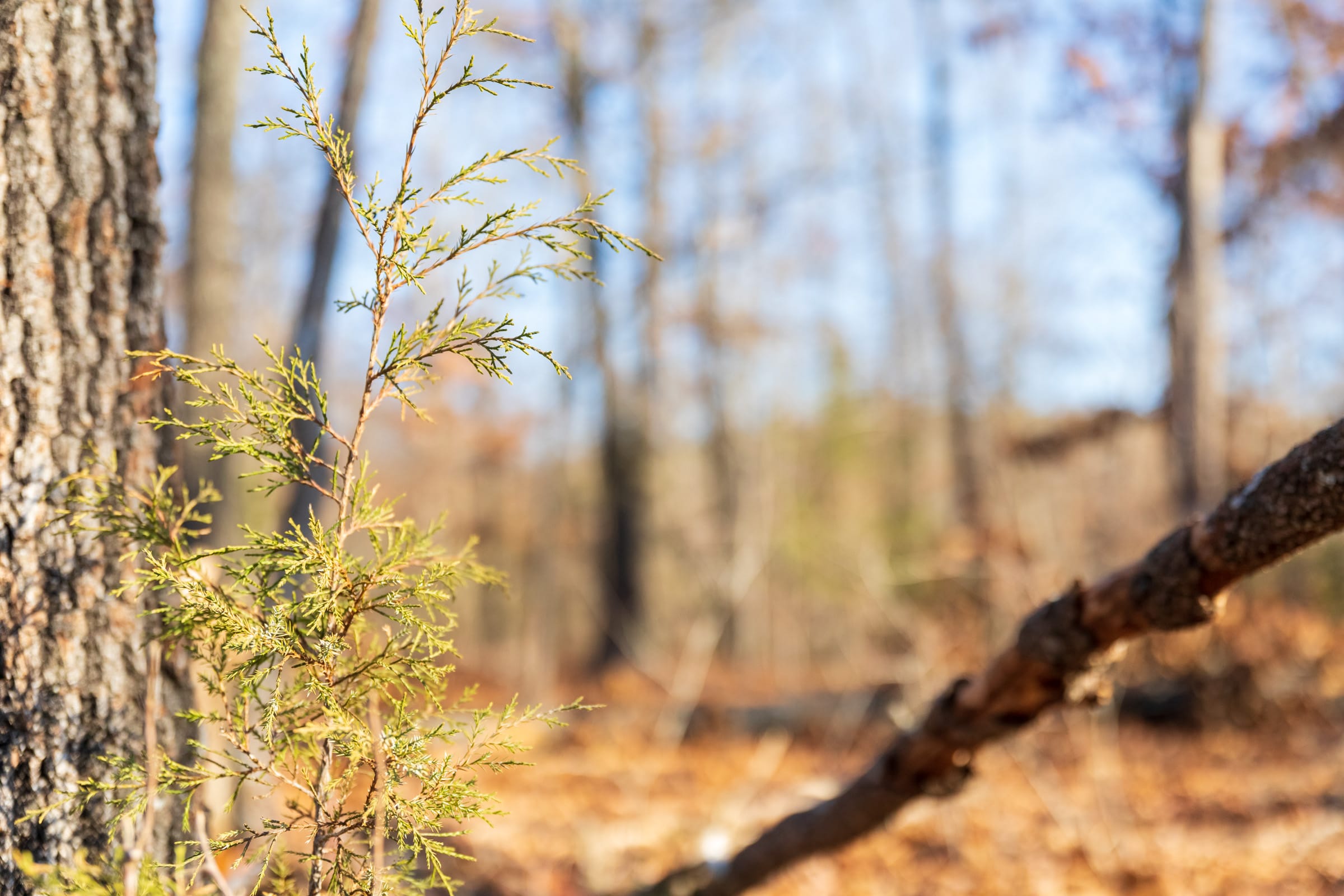 Crossroads Tract 21 photo 8
