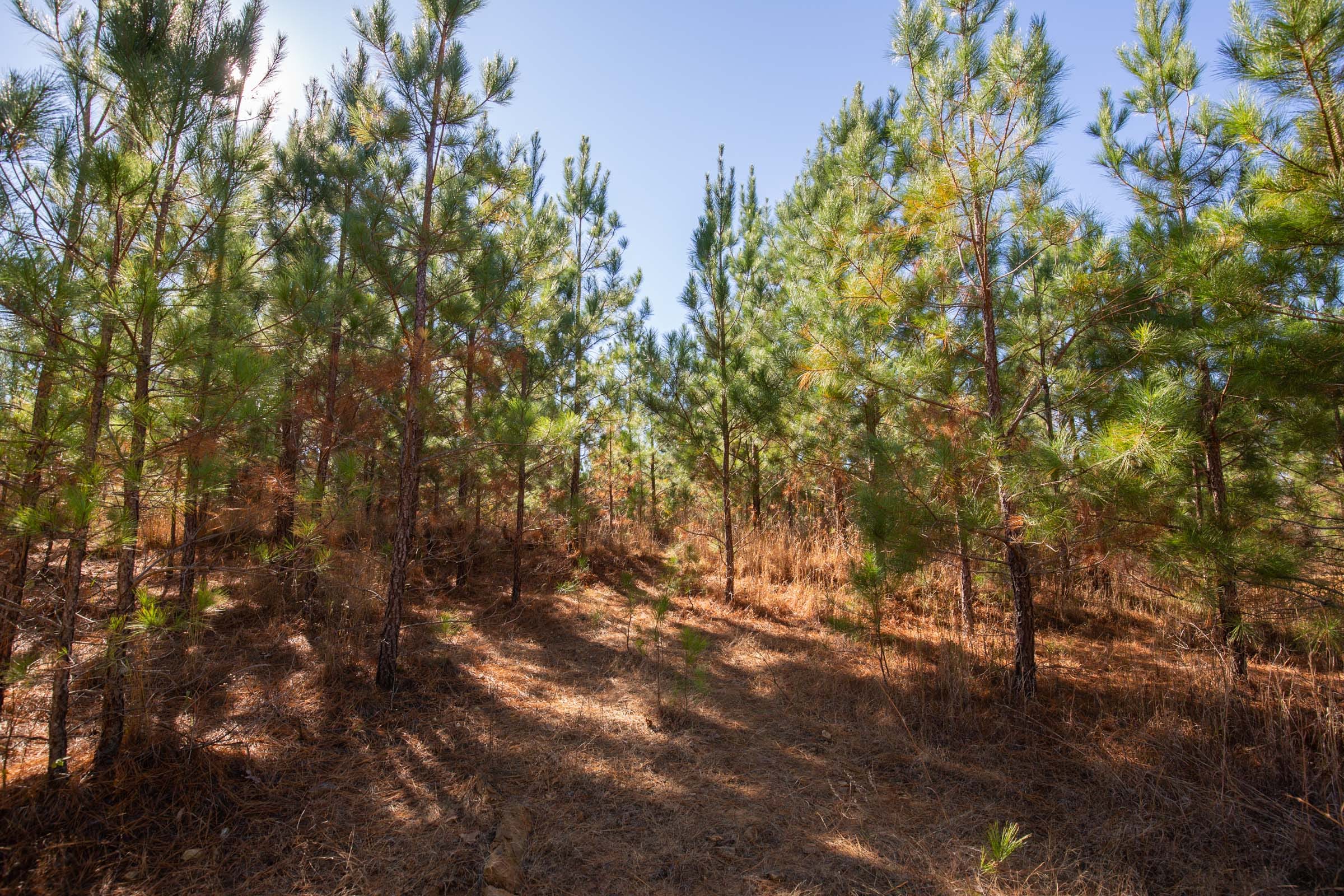 Pine Ridge Tract 5 photo 2
