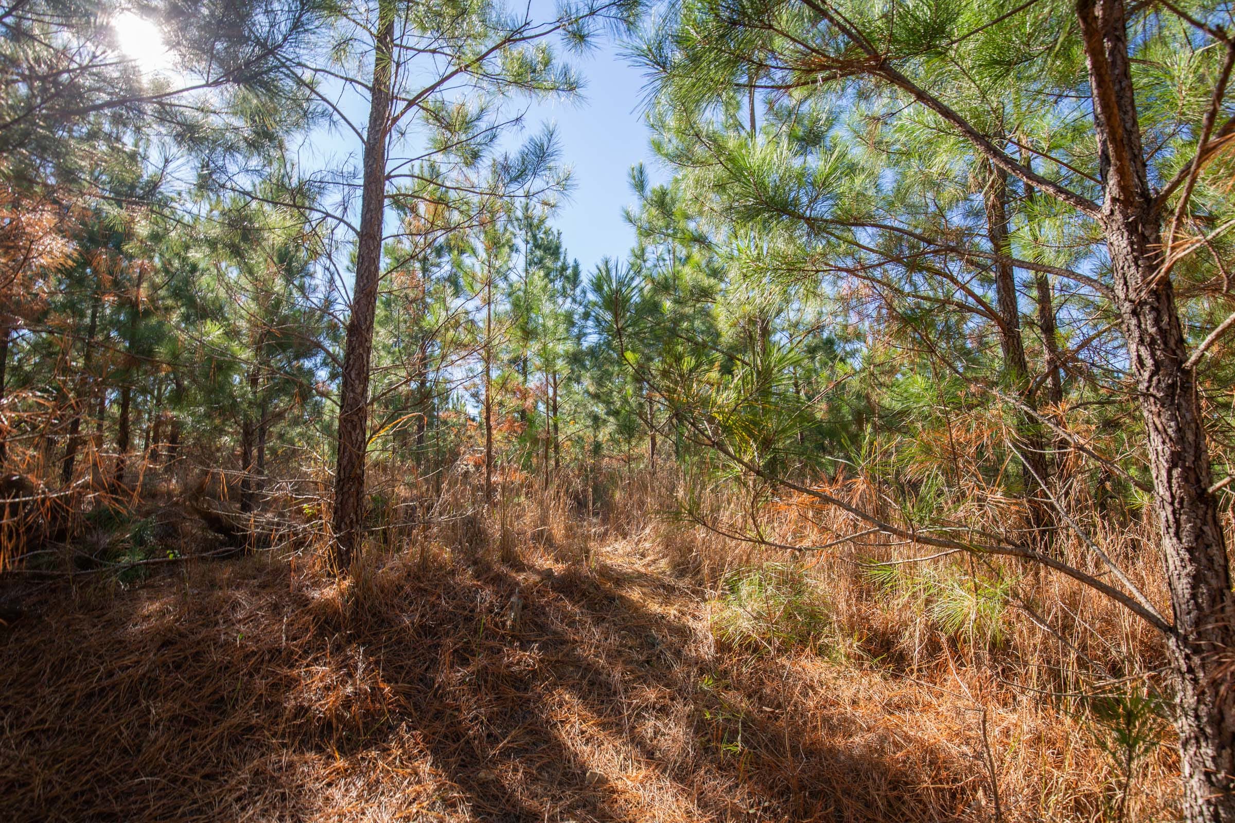 Pine Ridge Tract 5 photo 4