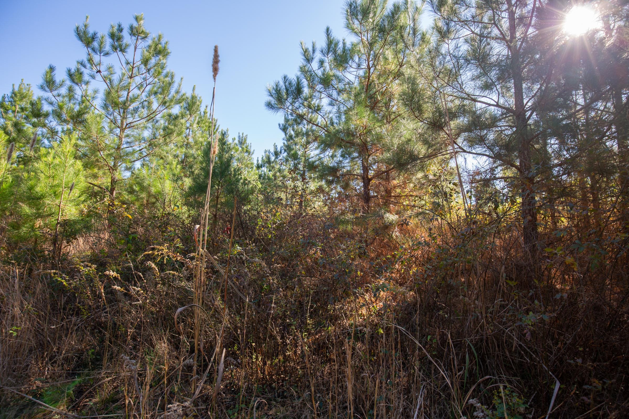 Pine Ridge Tract 5 photo 3