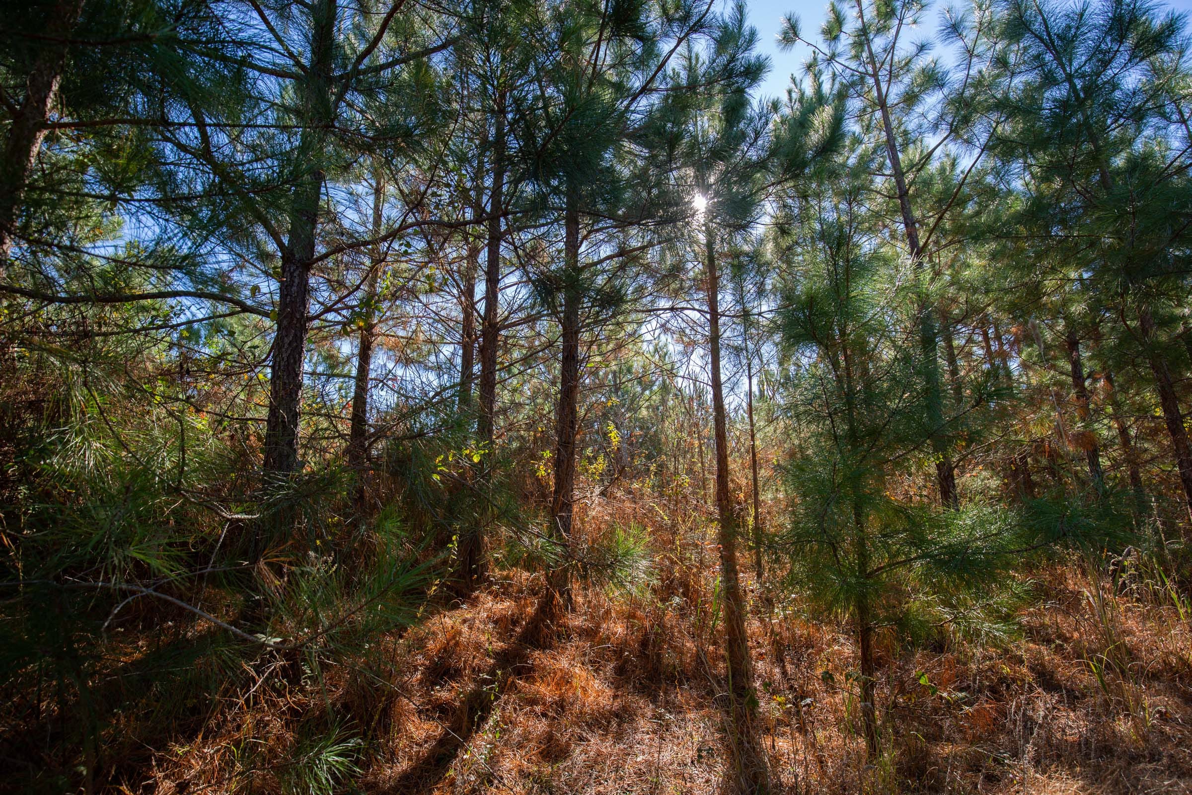 Pine Ridge Tract 5 photo 6