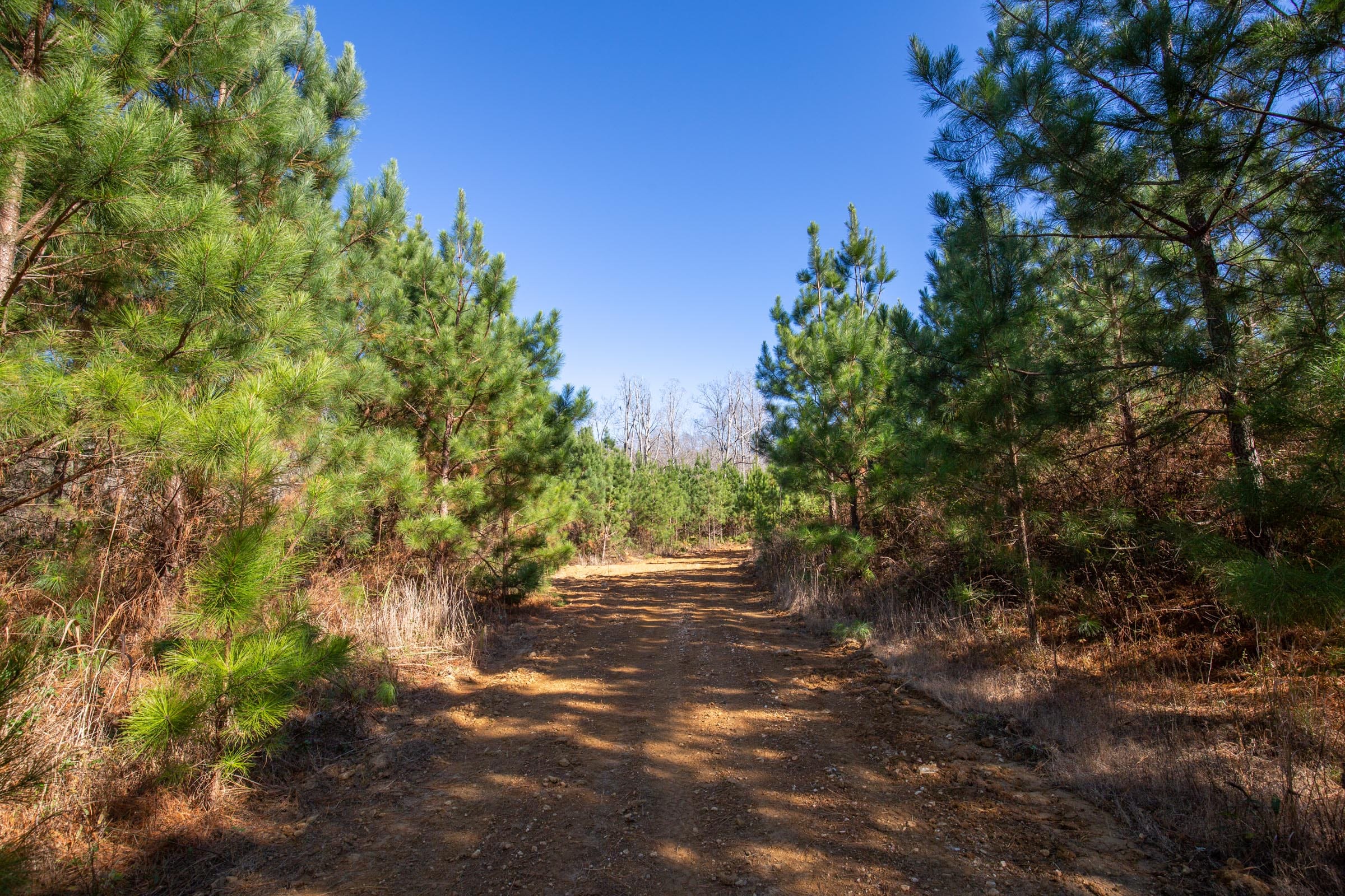 Pine Ridge Tract 5 photo 8