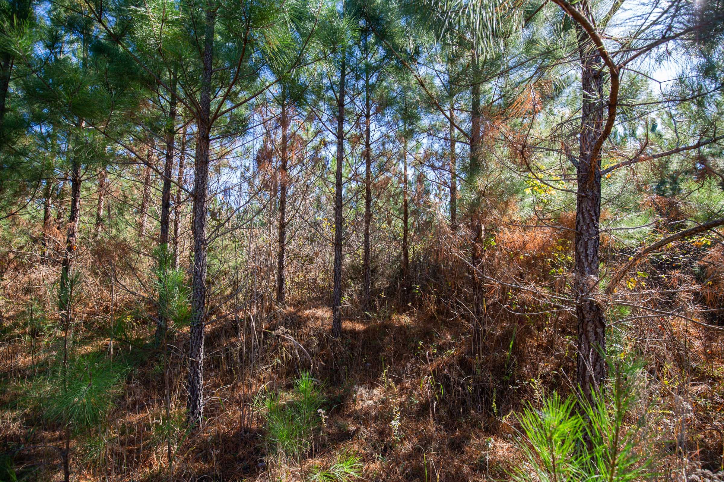 Pine Ridge Tract 5 photo 5