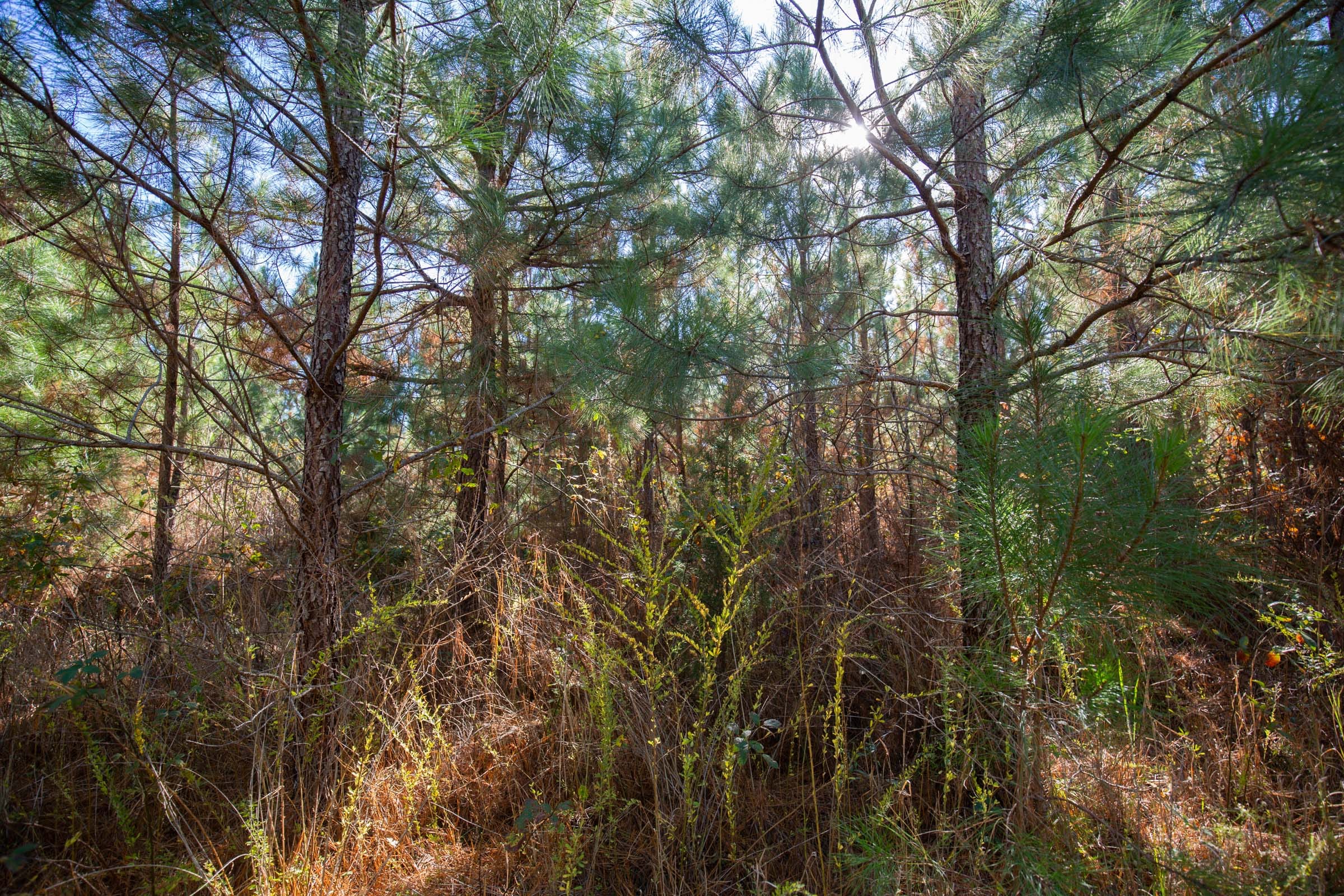 Pine Ridge Tract 5 photo 7
